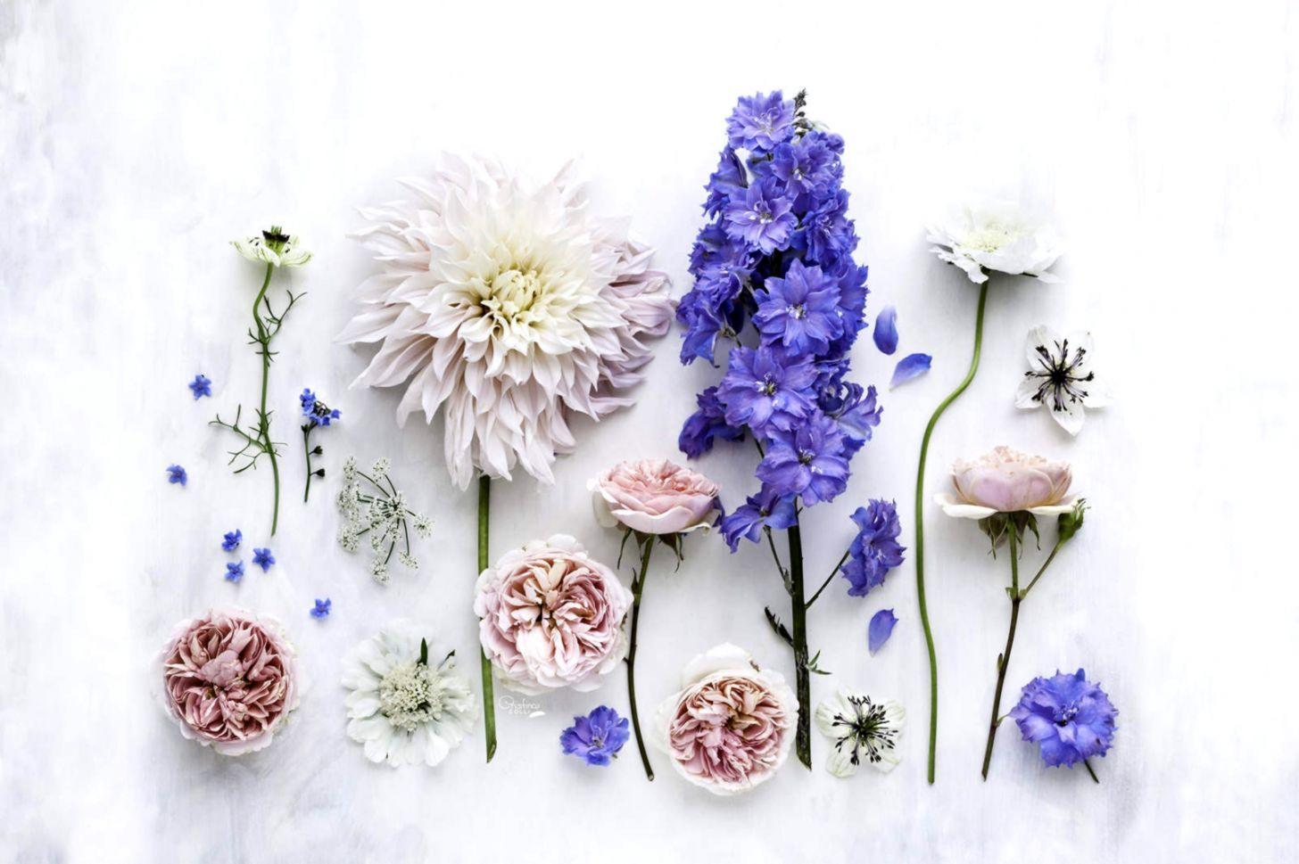 1456x969 Summer Flowers Phone And Desktop Wallpaper A Conversation