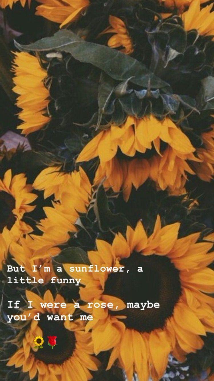 Sunflower Quotes Aesthetic