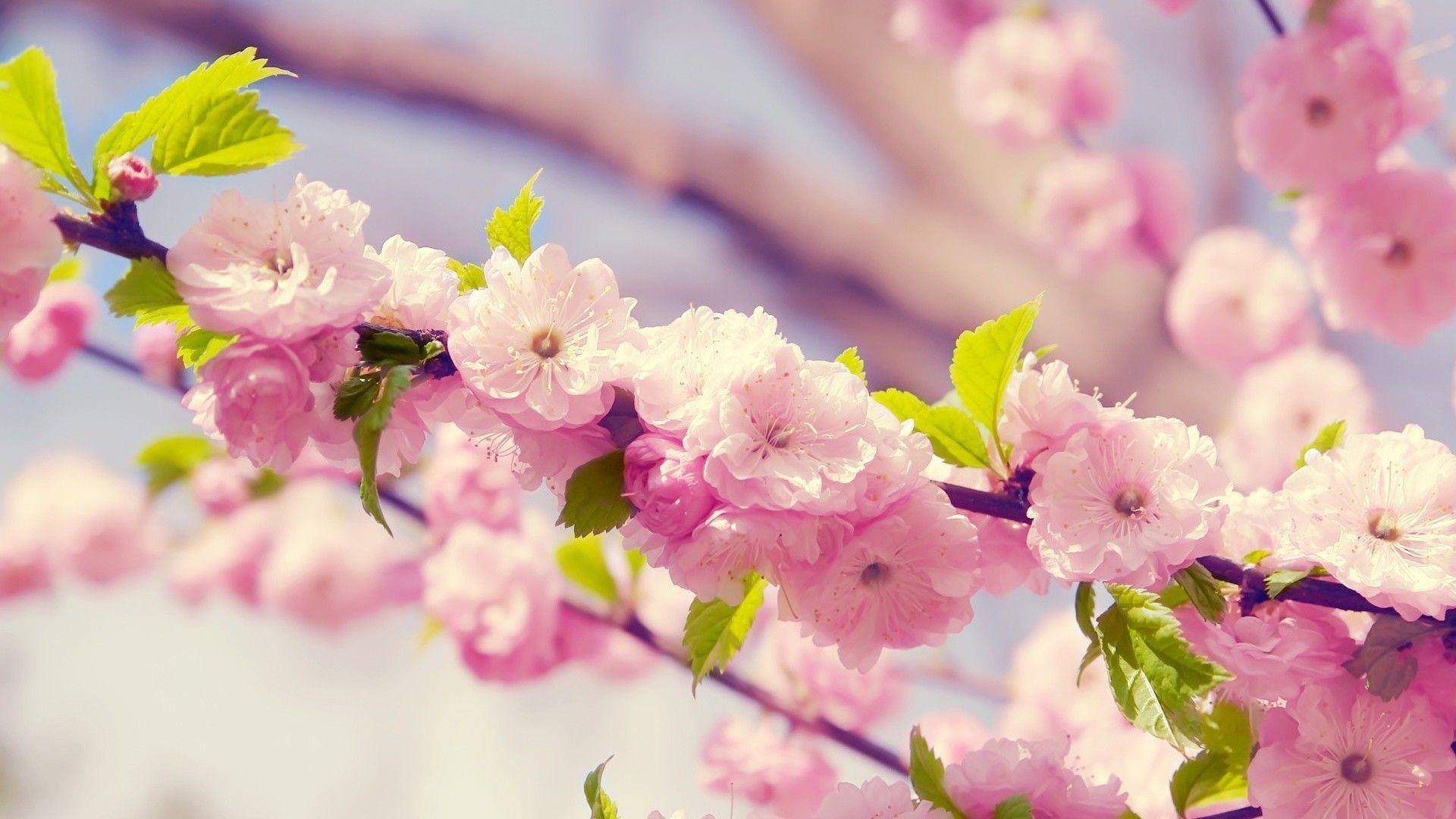 1920x1080 Japanese Cherry Blossom Wallpaper 1920x1080
