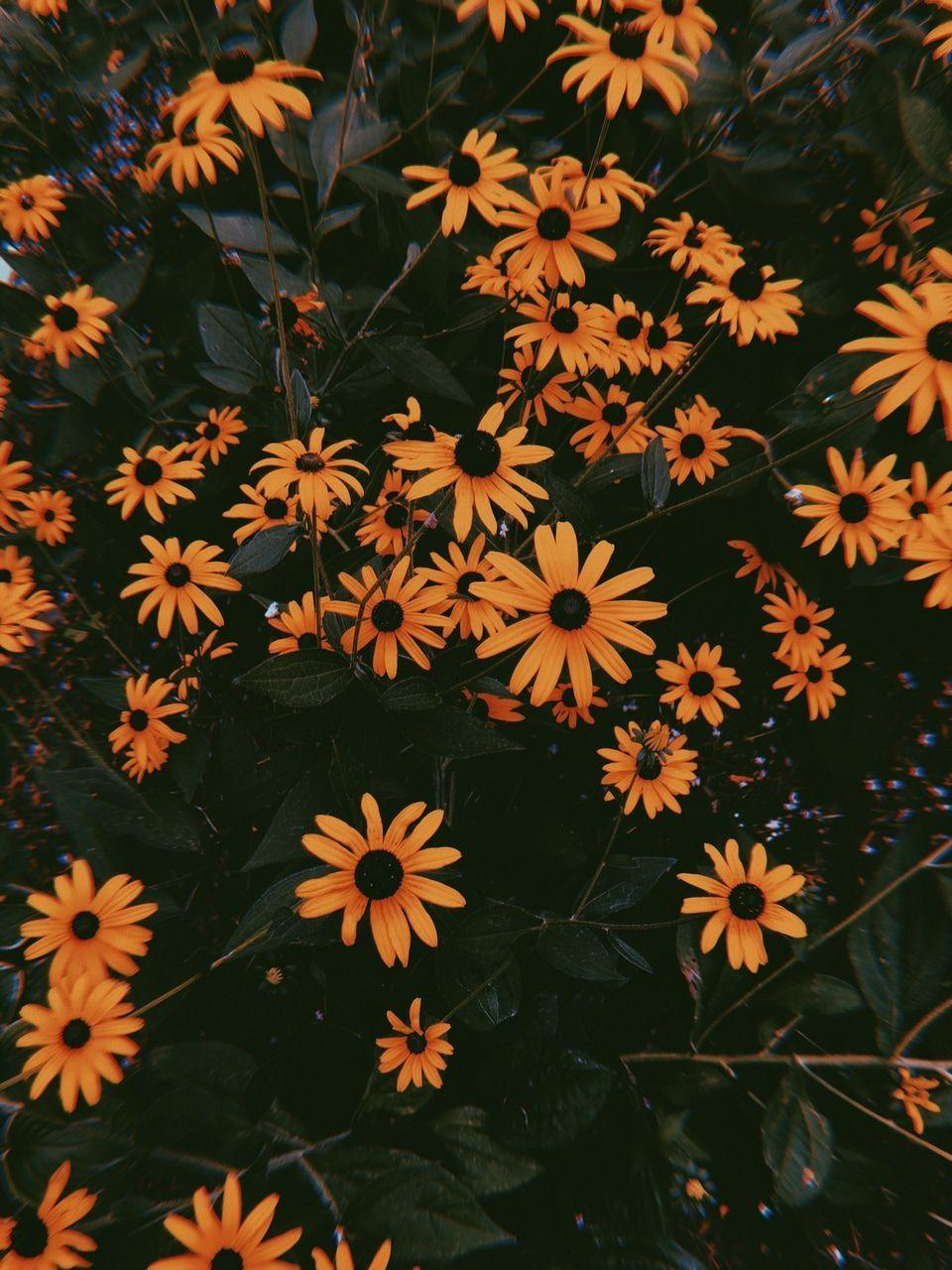 VSCO Sunflower Wallpapers - Top Free VSCO Sunflower Backgrounds ...