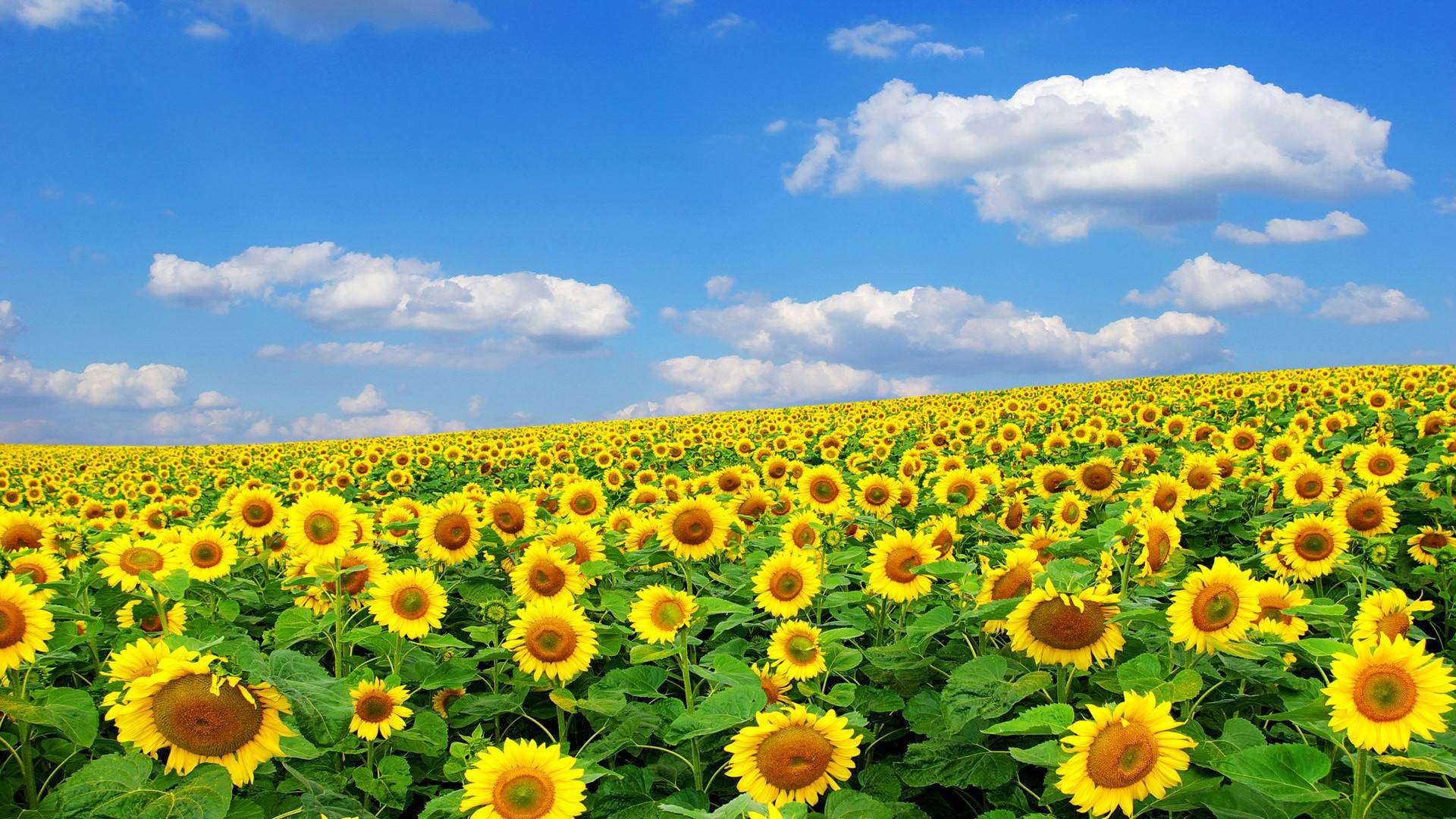 Sunflower Laptop Wallpapers Top Free Sunflower Laptop Backgrounds Wallpaperaccess 5933