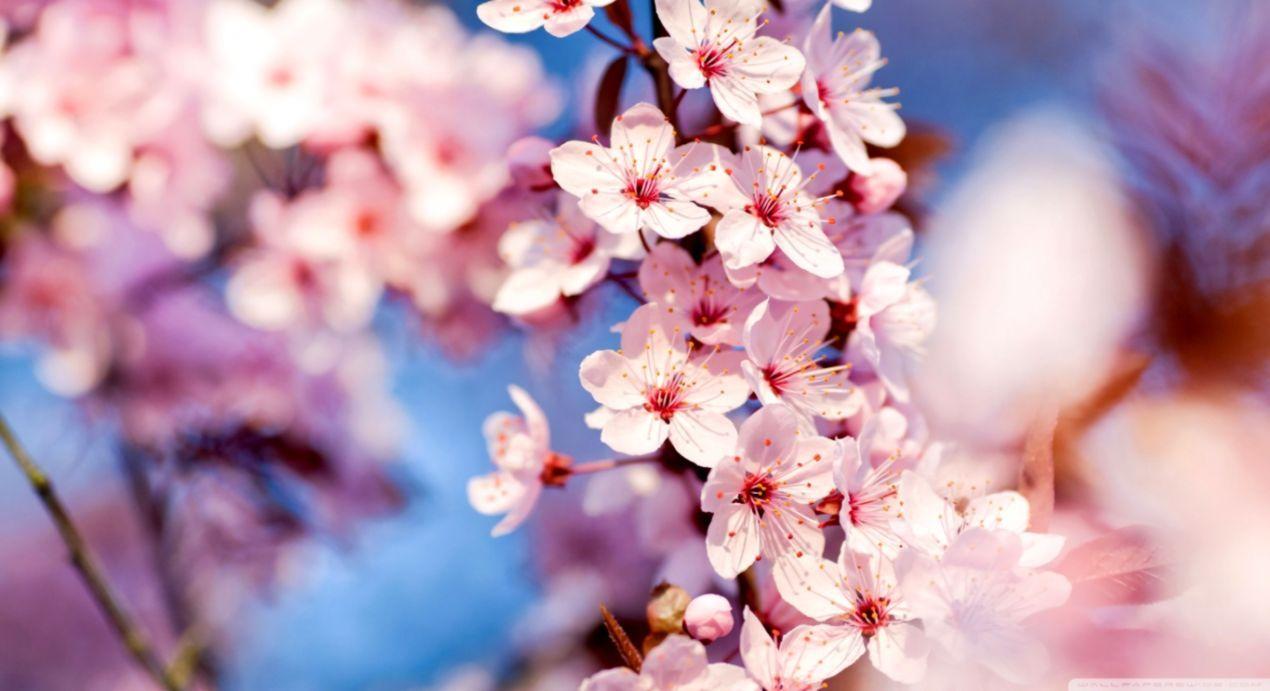 1270x691 Cherry Blossom HD Wallpaper