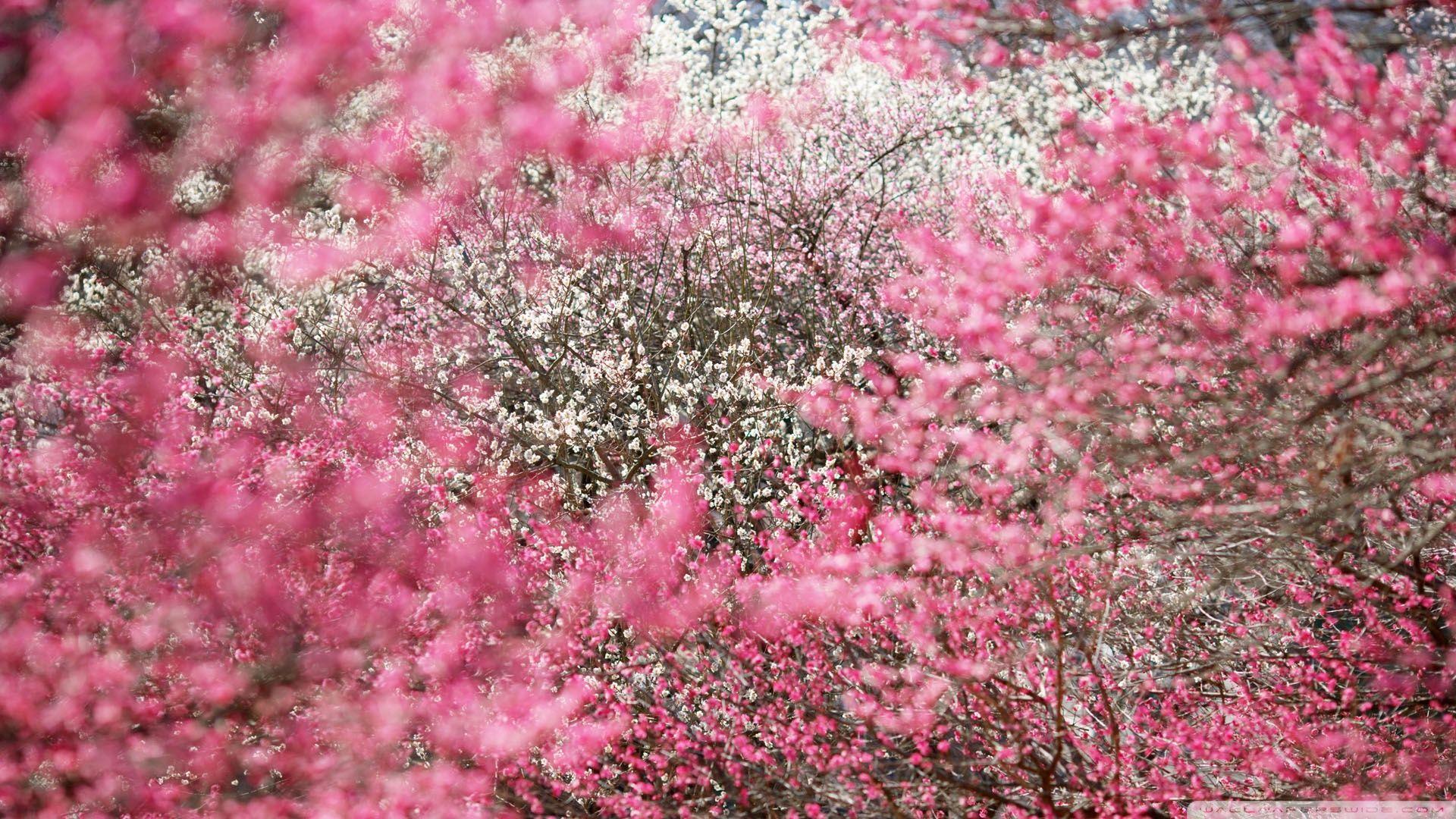 1920x1080 Japanese Cherry Blossom Wallpaper 1920x1080