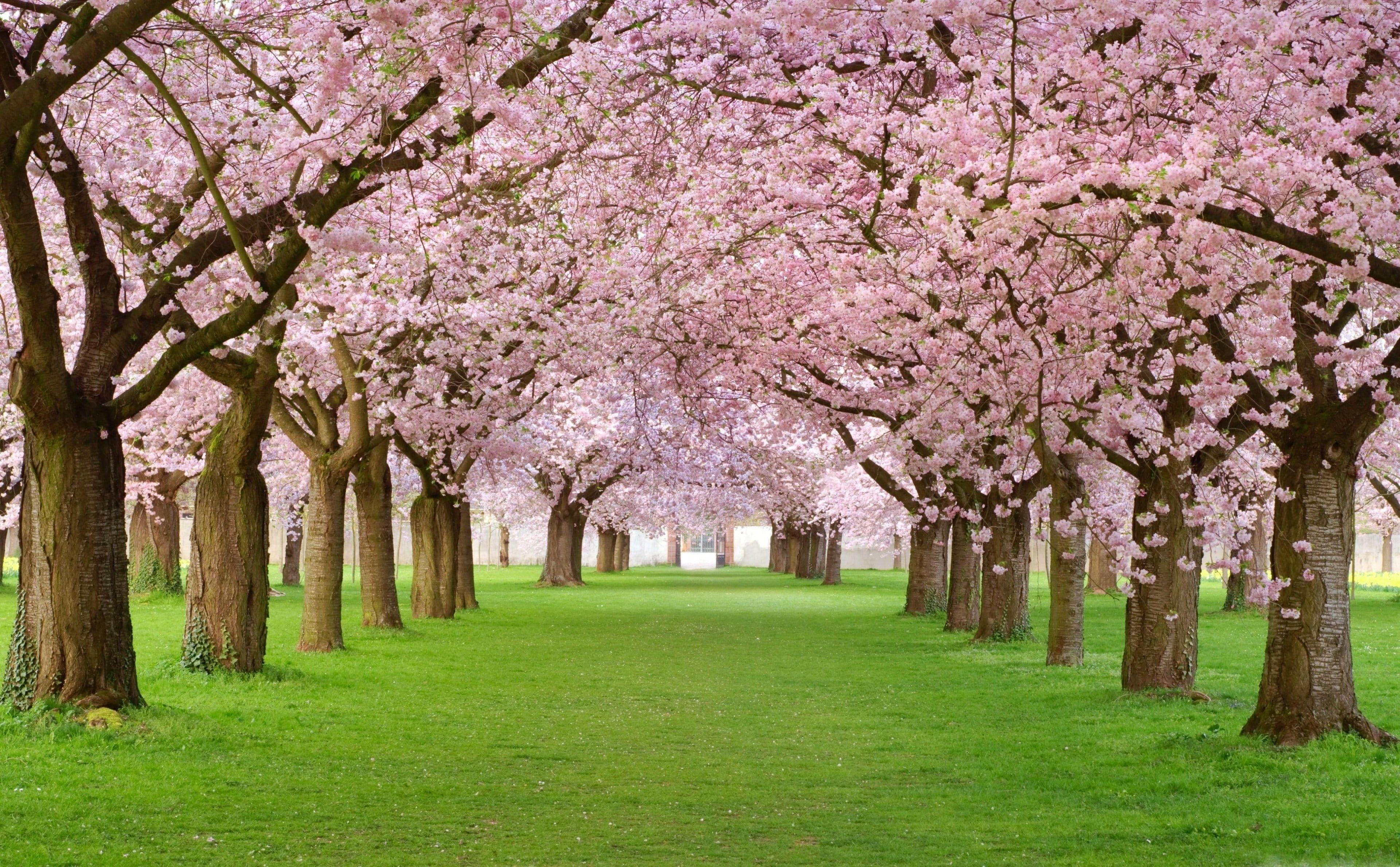 3840x2377 Cherry Blossom, Japan HD wallpaper