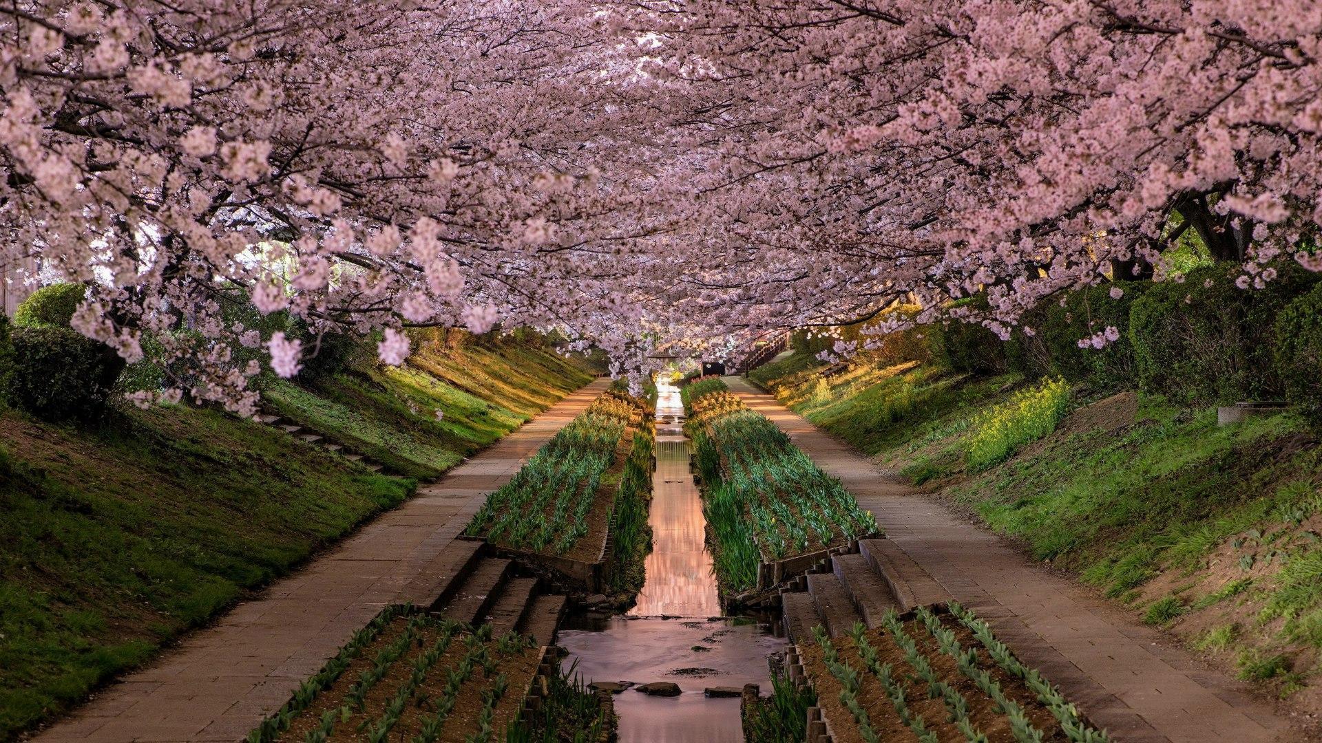 1920x1080 Cherry Blossoms, Japan HD desktop wallpaper : High
