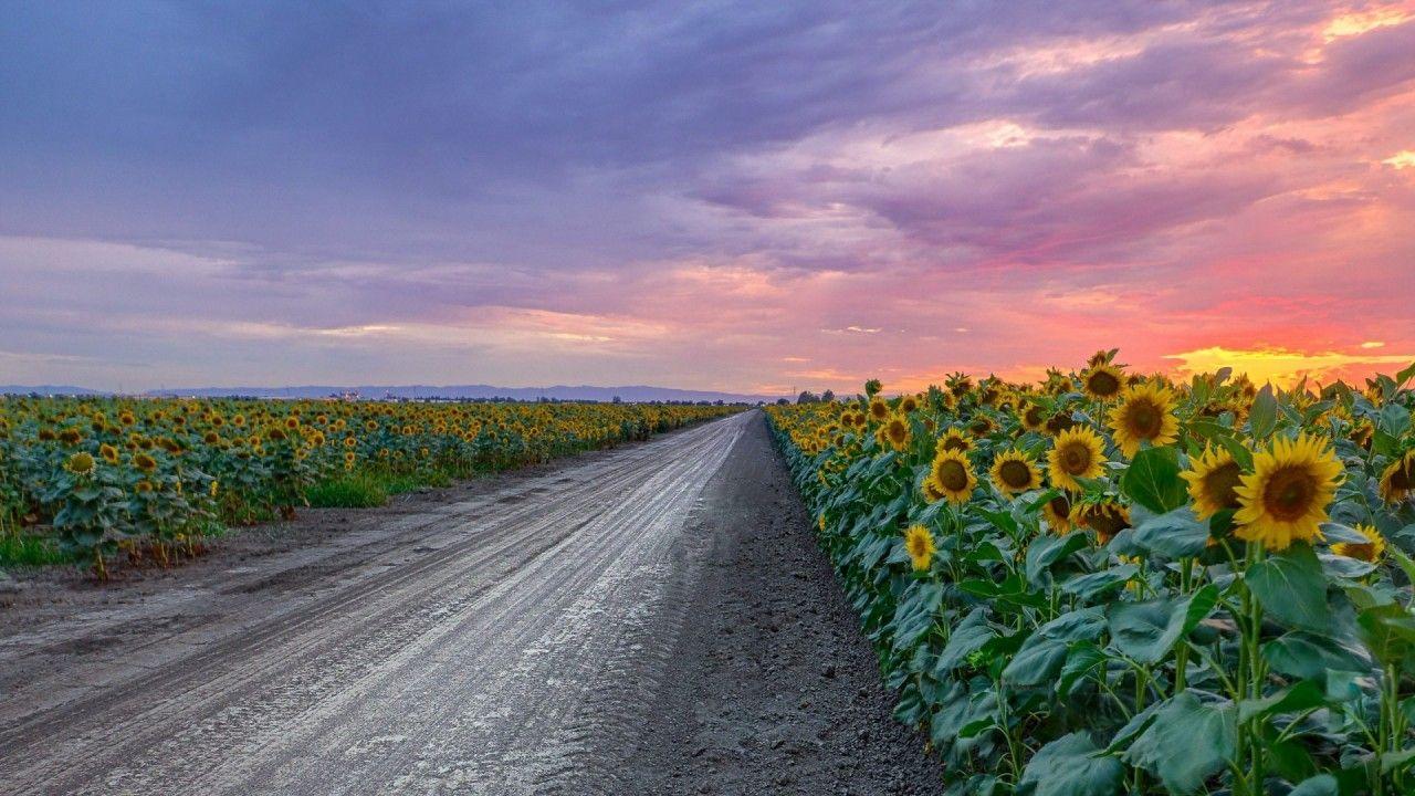 1280x720 Sunny Flowers & Pink Sunset wallpaper. Sunny Flowers & Pink Sunset
