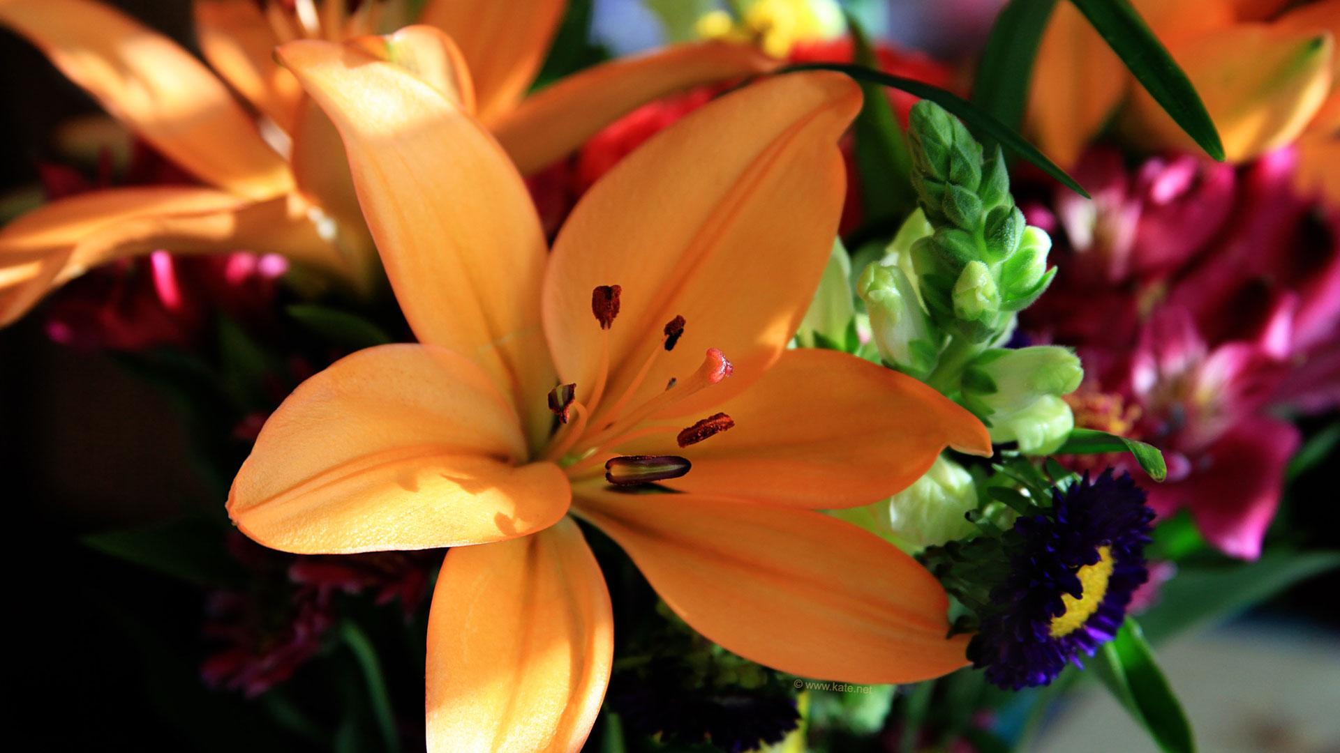 1920x1080 Flower Desktop Wallpaper Archives All Wallpaper