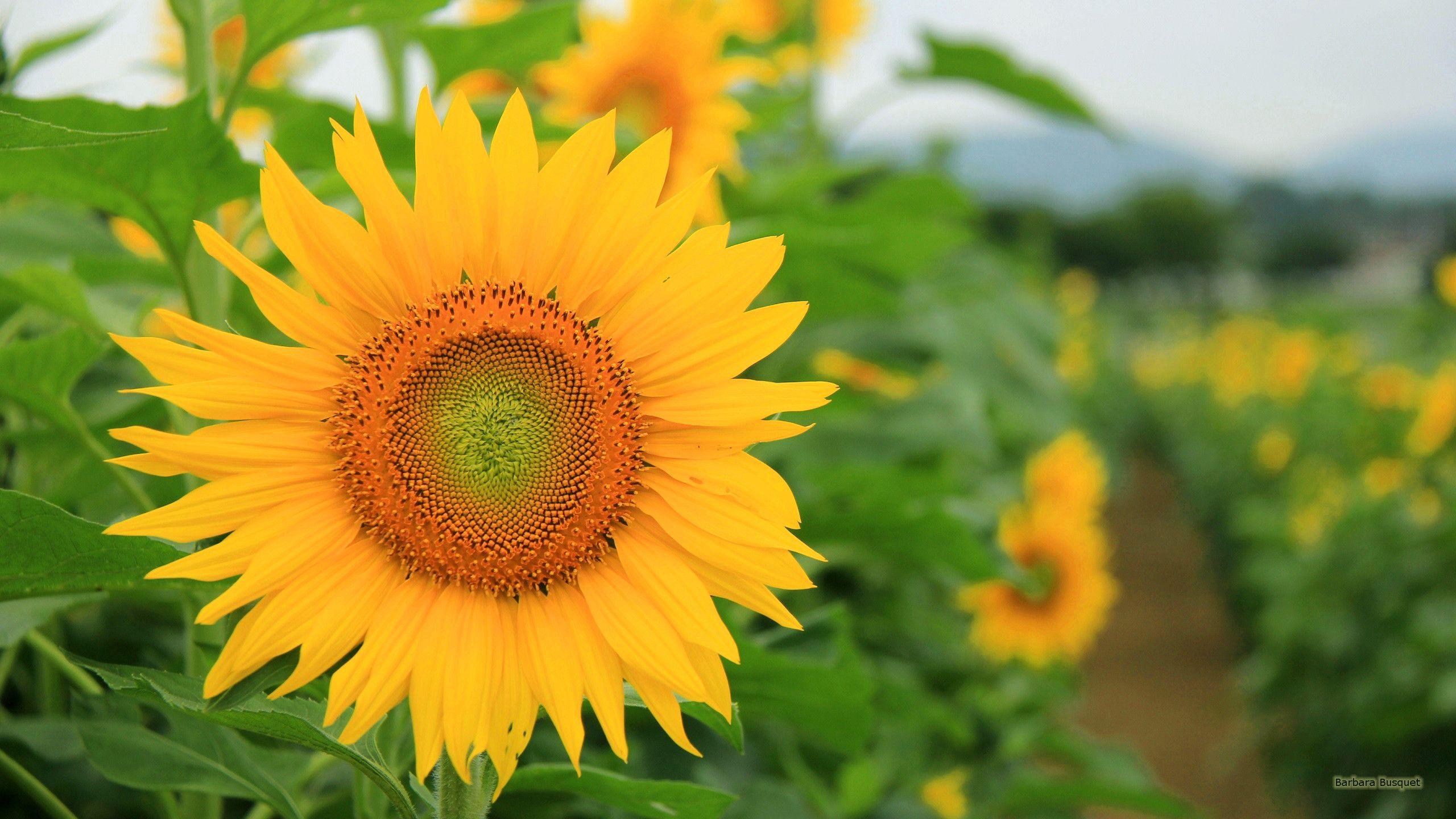 2560x1440 Sunflowers Wallpaper. Barbaras HD Wallpaper