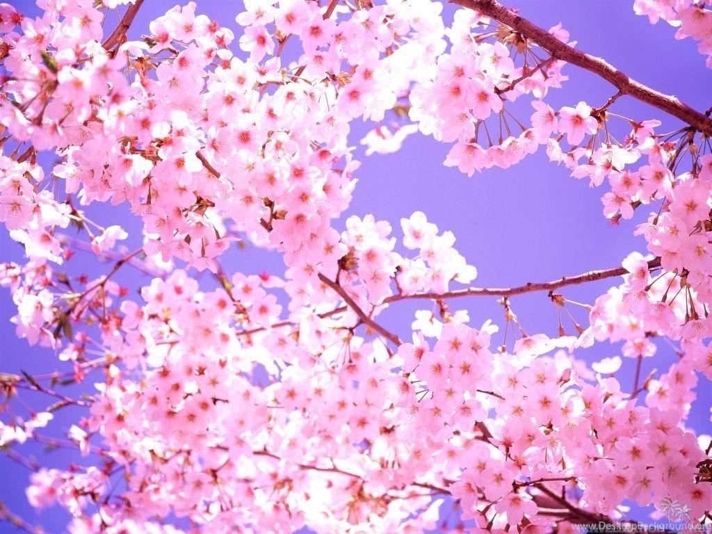 1024x768 Cherry Blossoms Wallpaper 1920X1080 Japanese, Cherry
