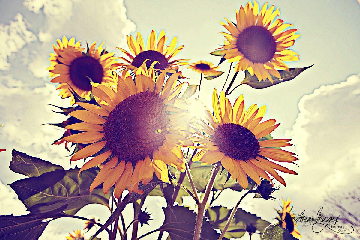 Vintage Sunflower Wallpapers Top Free Vintage Sunflower