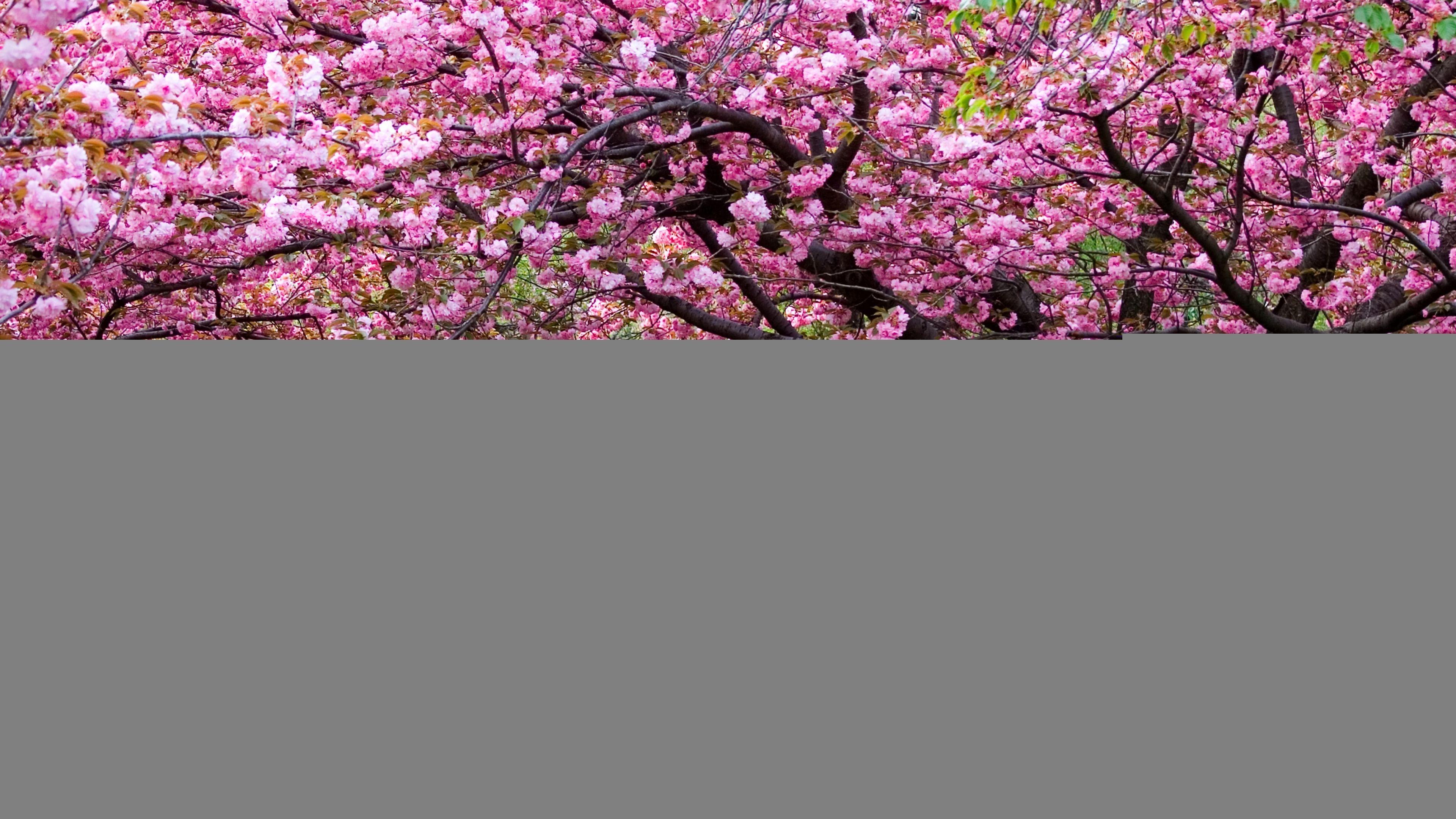 3840x2160 Cherry Blossom HD Wallpaper Blossom Tree HD