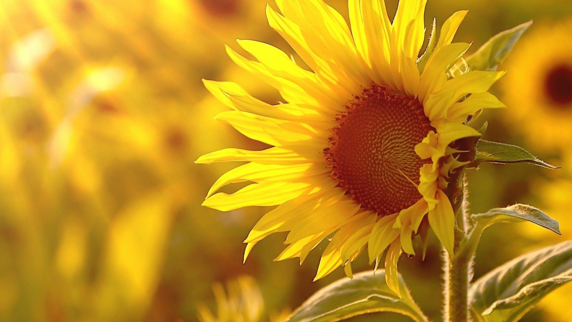 Sunflower Laptop Wallpapers Top Free Sunflower Laptop