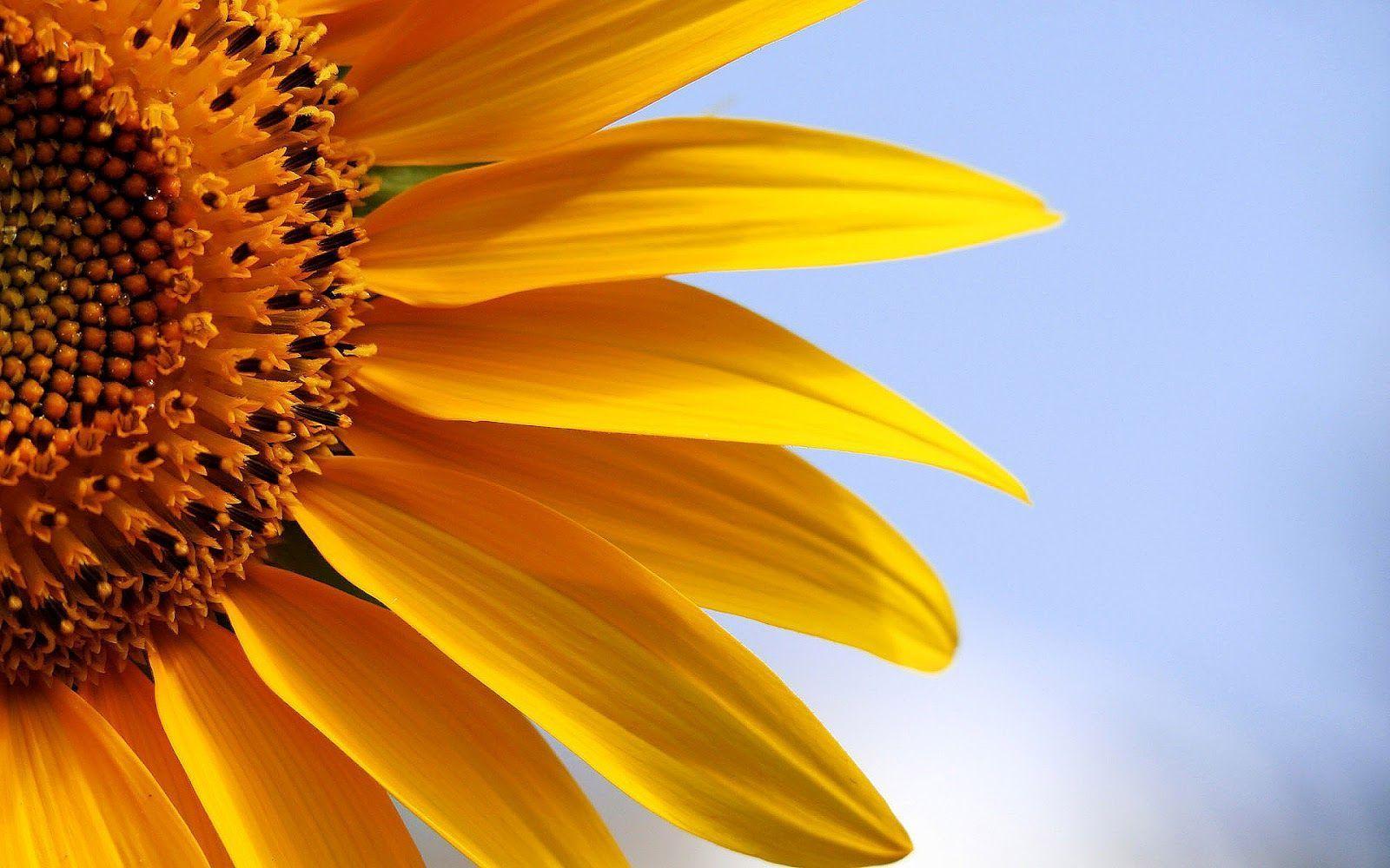 Sunflower Laptop Wallpapers Top Free Sunflower Laptop