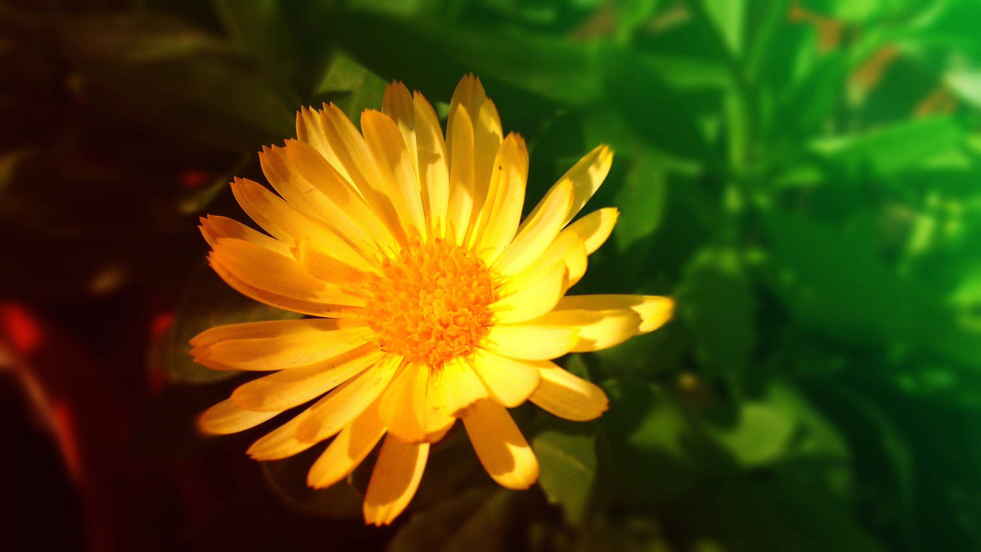 3264x1836 Free of beautiful flowers, desktop wallpaper