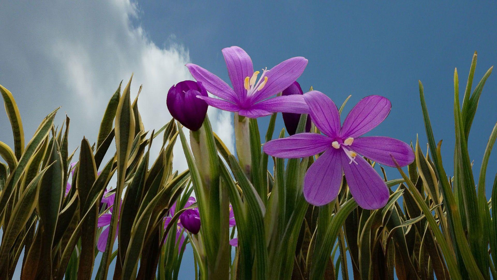 1920x1080 Free HD Flowers Wallpaper