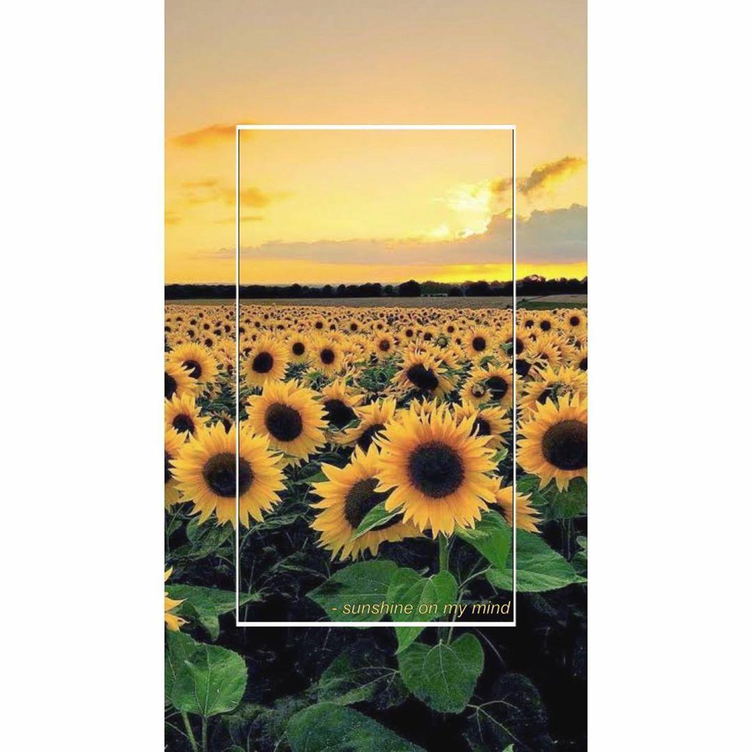 1080x1080 sunflowerwallpaper Photo image pics