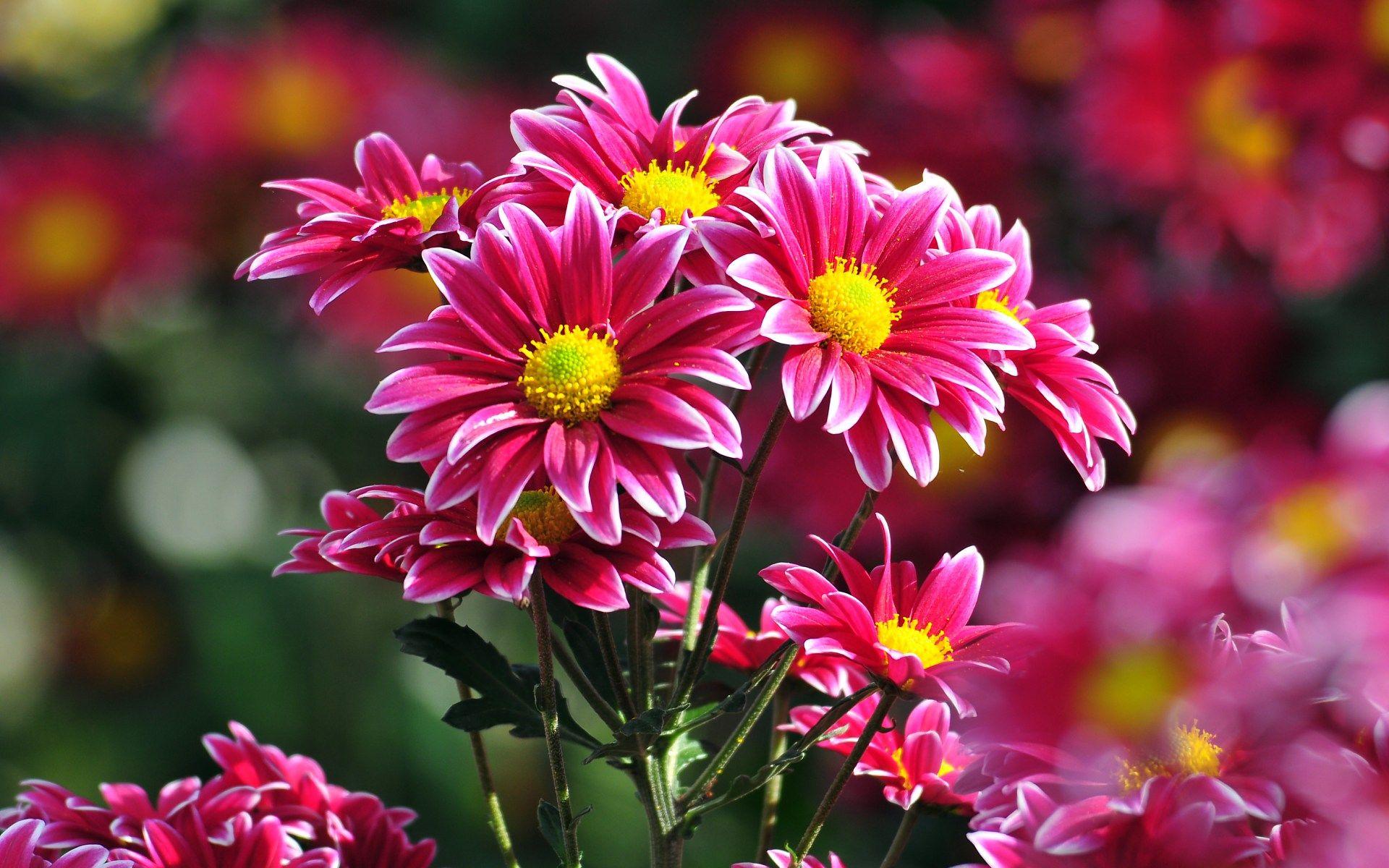 1920x1200 Cool Flowers HD wallpaperx1200