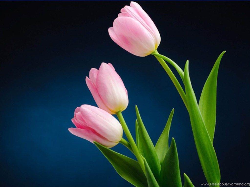 1024x768 Flowers Wallpaper HD Desktop Background Desktop