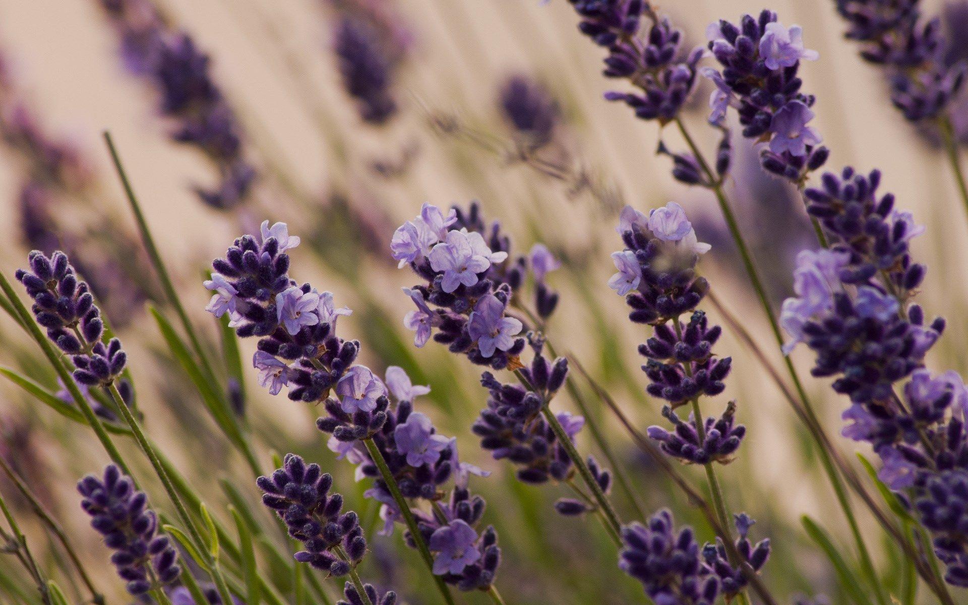 1920x1200 Lavender Flowers Desktop Wallpaper, High Definition