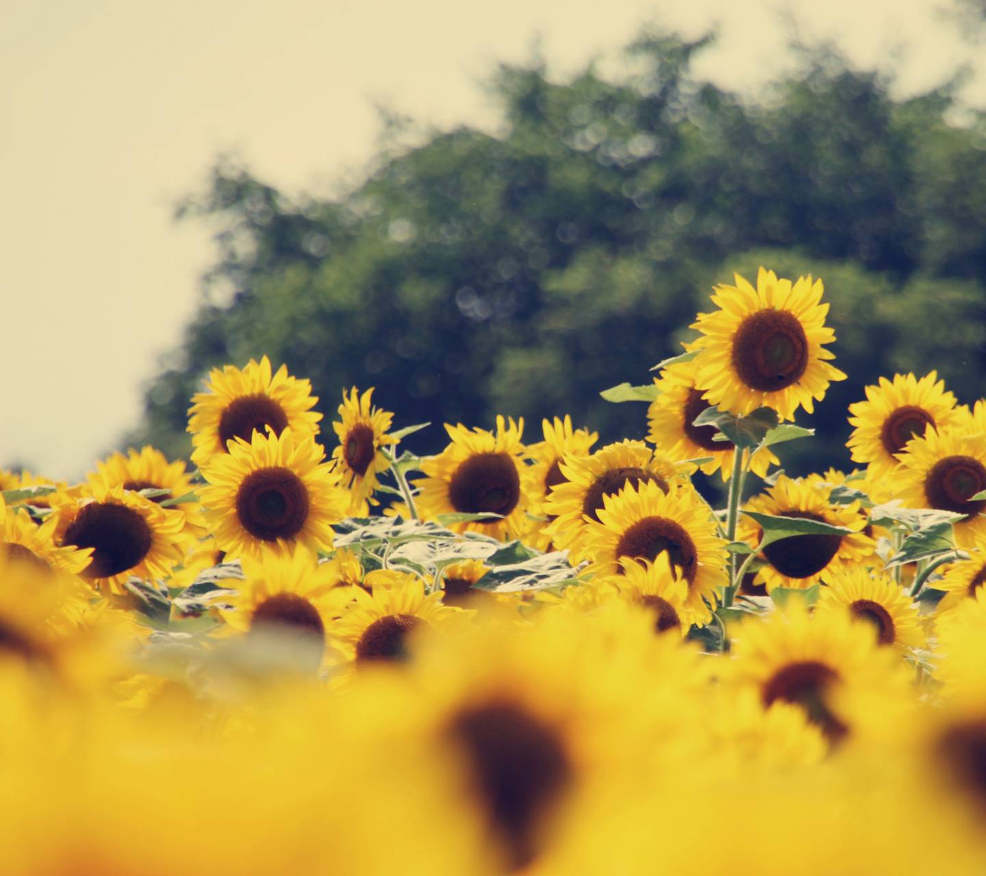 1440x1280 Vintage sunflowers Wallpaper