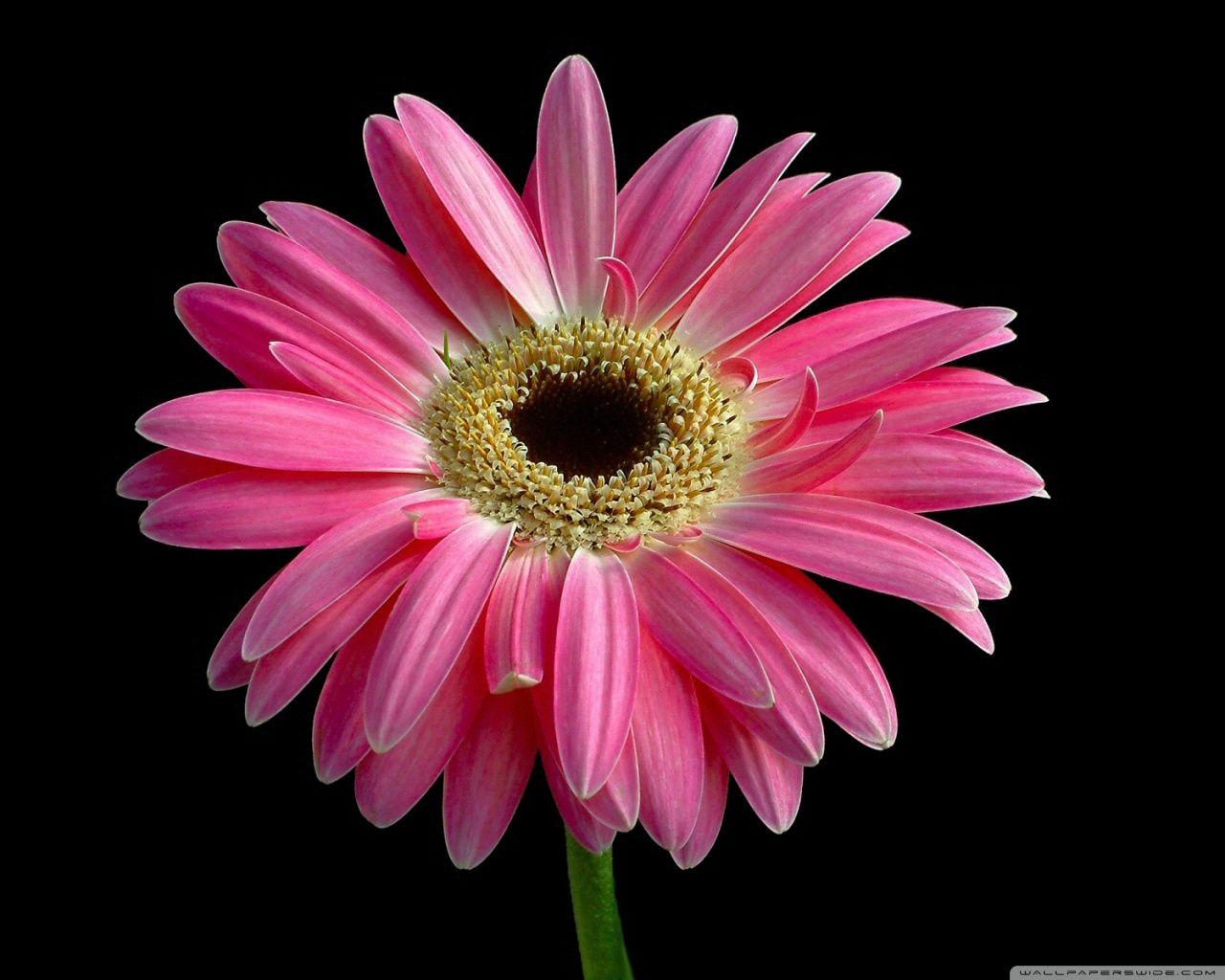 Pink Sunflower Wallpapers Top Free Pink Sunflower