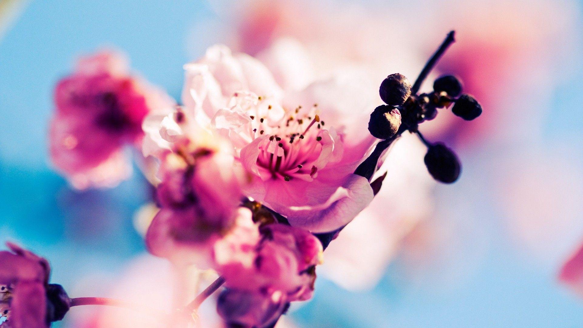 1920x1080 Spring Flowers Desktop Wallpaper Cute Wallpaper