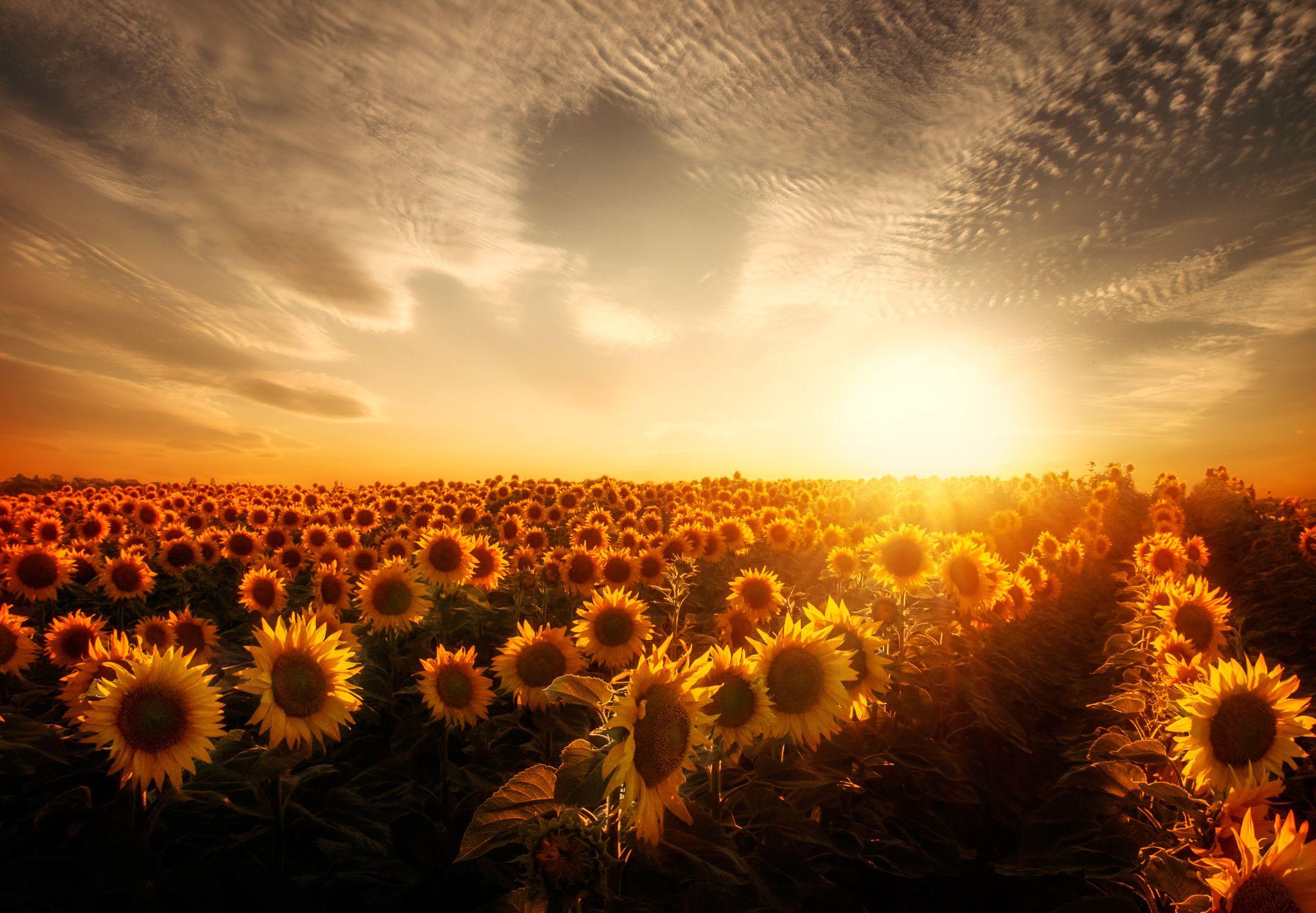 Vintage Sunflower Wallpapers - Top Free Vintage Sunflower Backgrounds ...