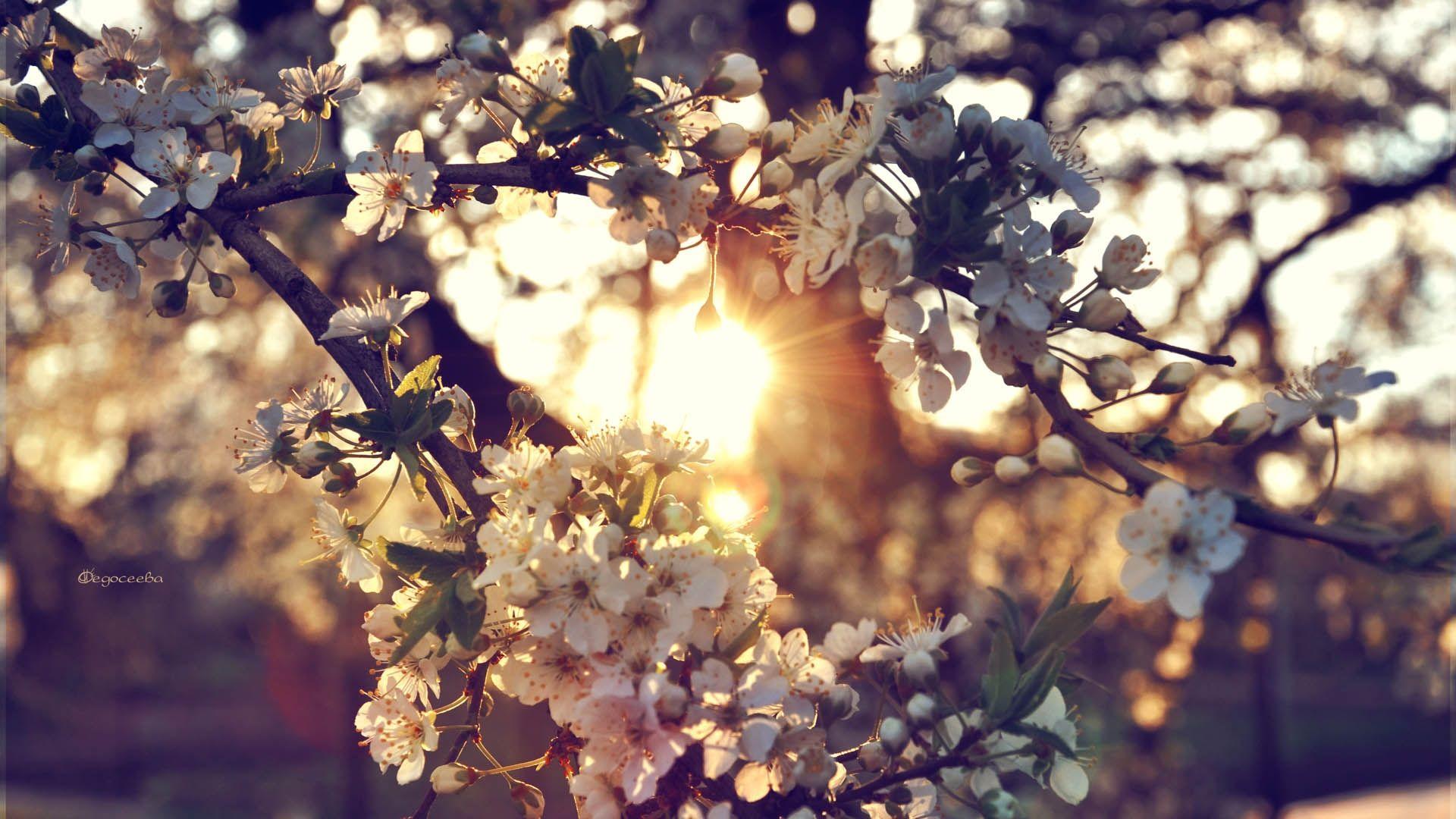 1920x1080 Flower desktop wallpaper