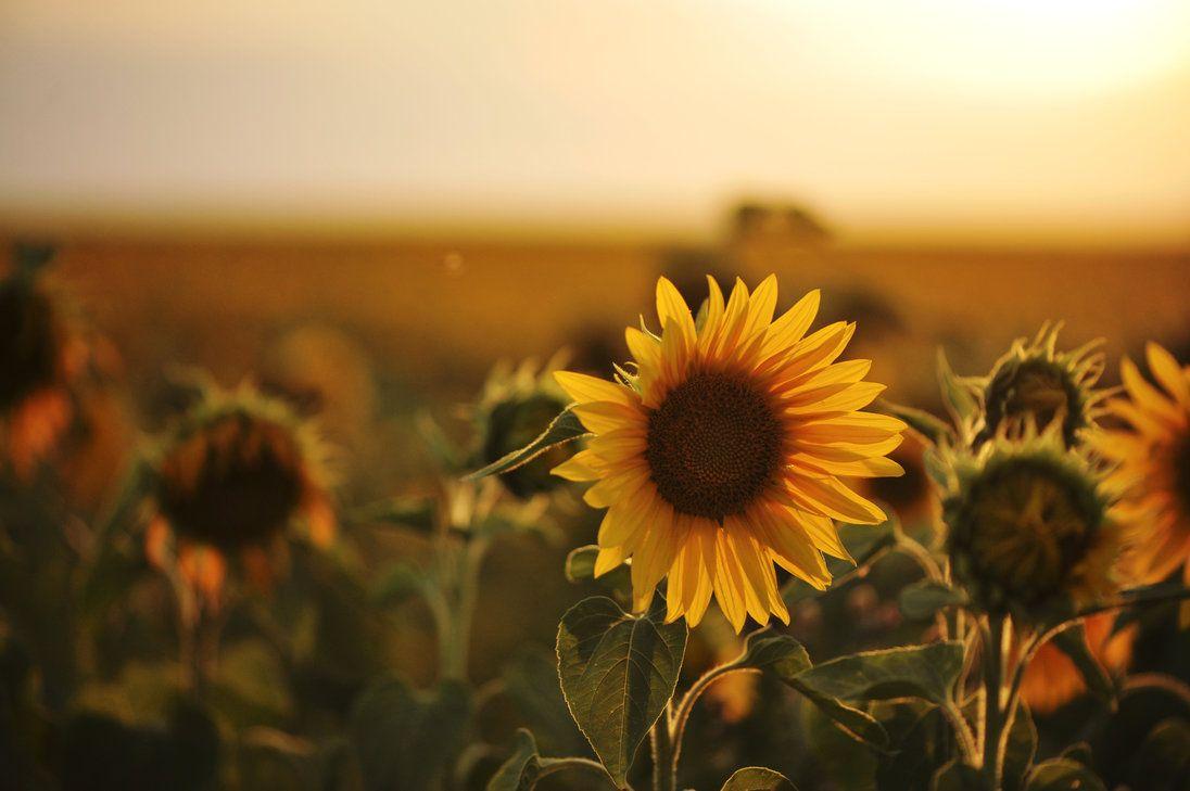 Vintage Sunflower Wallpapers Top Free Vintage Sunflower Backgrounds Wallpaperaccess