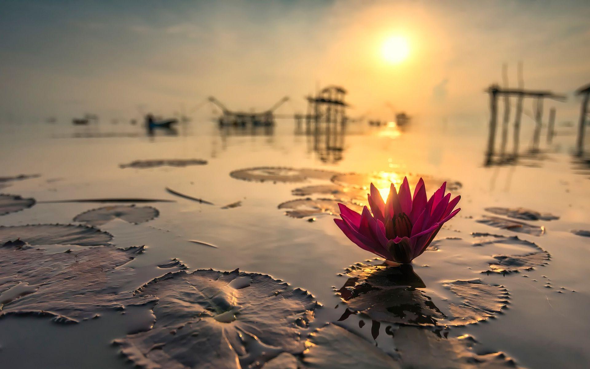1920x1200 Gorgeous Morning Sunshine Wallpaper F2E7M7 1920x1200
