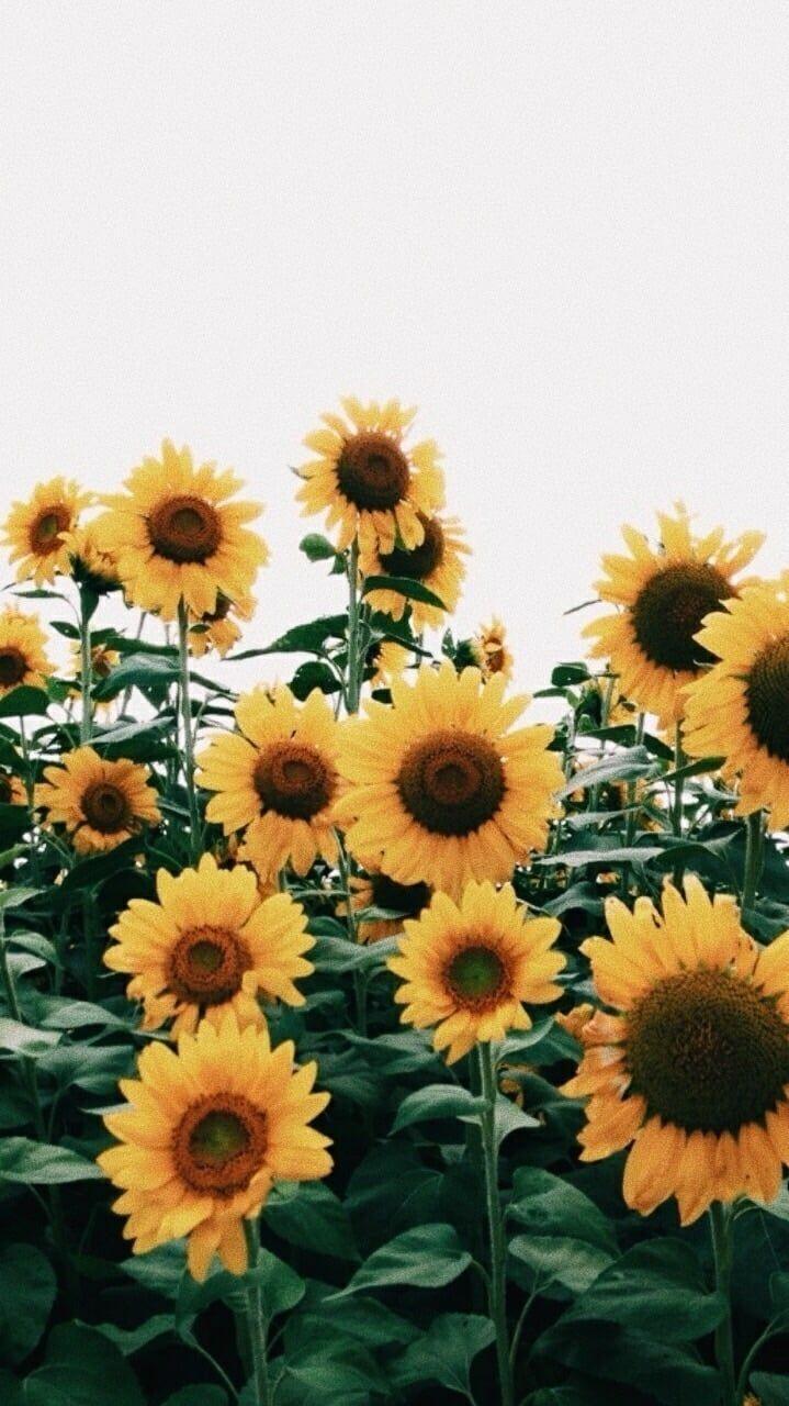719x1280 biascardoso. CHIPI. Sunflower wallpaper, Landscape