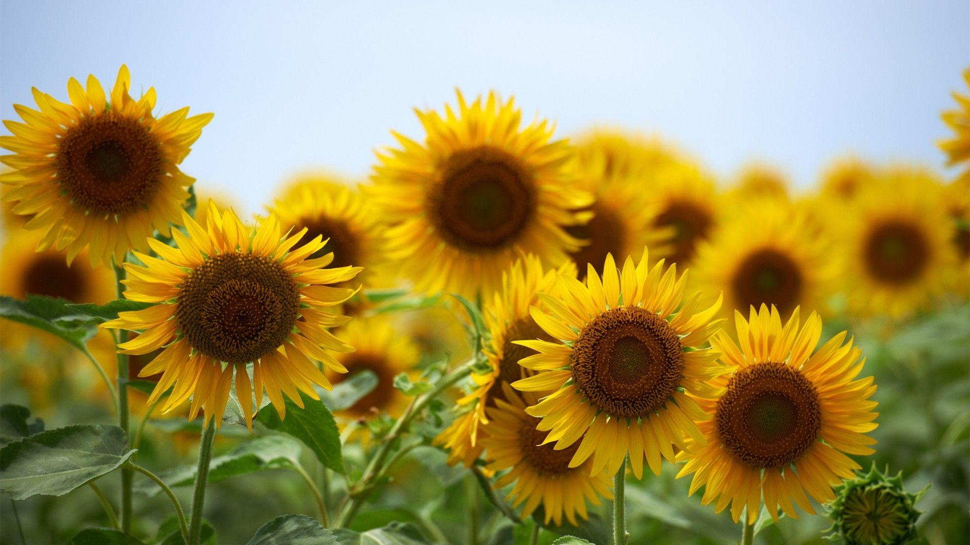 1920x1080 Sunflower Twitter Background. Beautiful Sunflower Wallpaper, Vintage Sunflower Wallpaper and Fall Sunflower Wallpaper