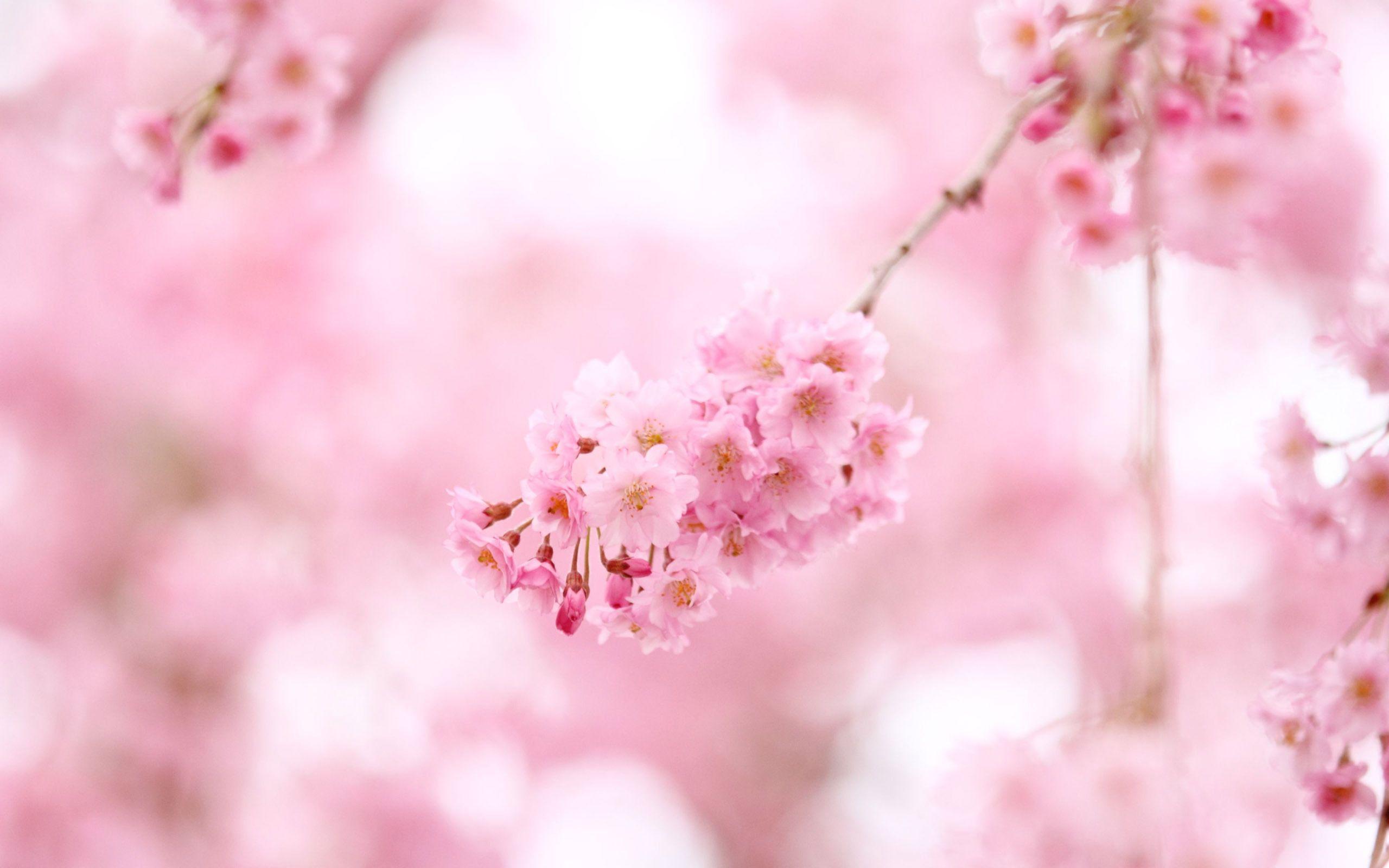 2560x1600 Pink Cherry Blossom Wallpaper Cherry Blossom HD Free