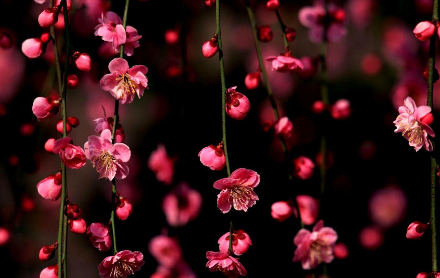 1440x910 Cherry Blossom HD Wallpaper