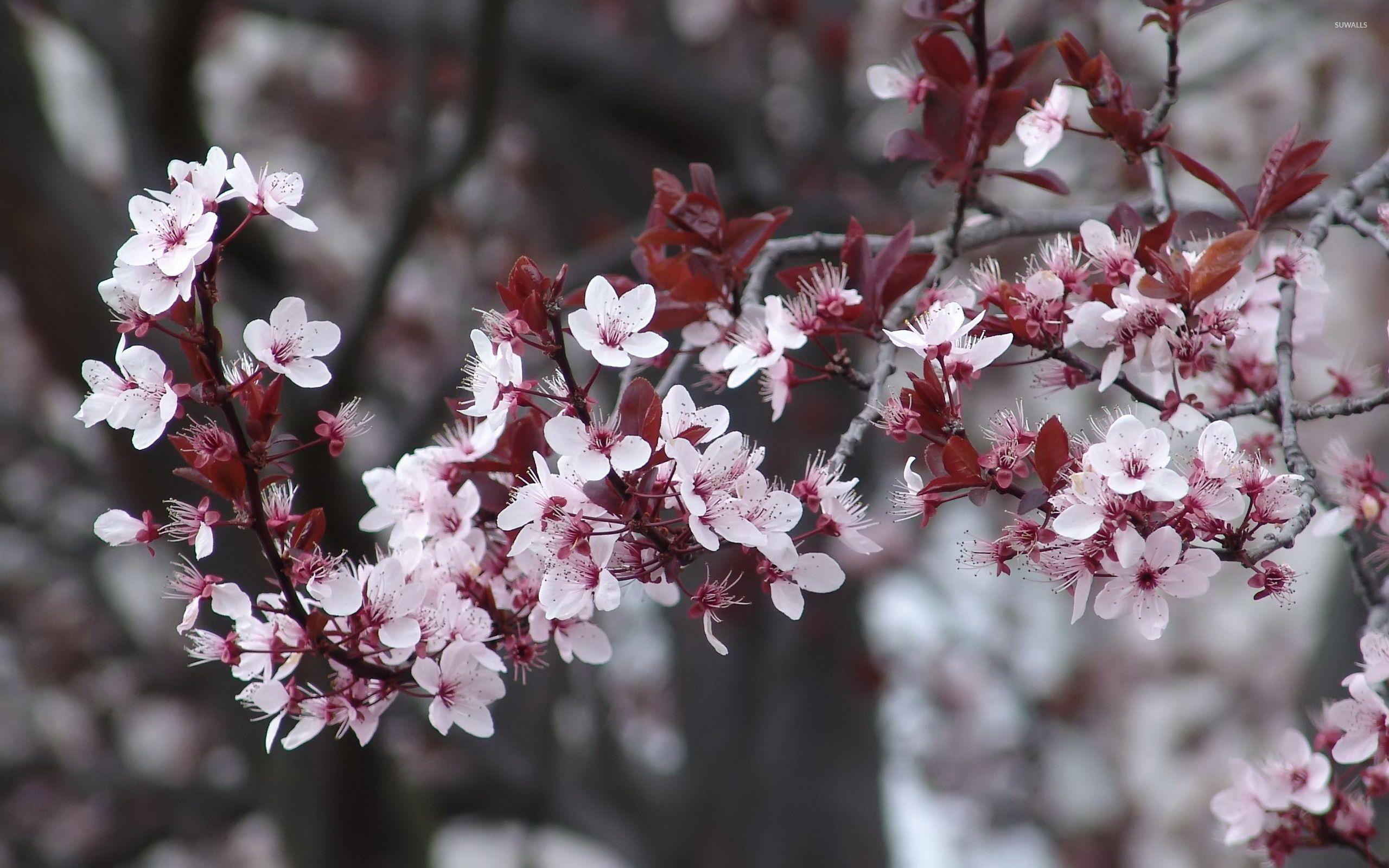 2560x1600 Pink cherry blossoms [2] wallpaper wallpaper
