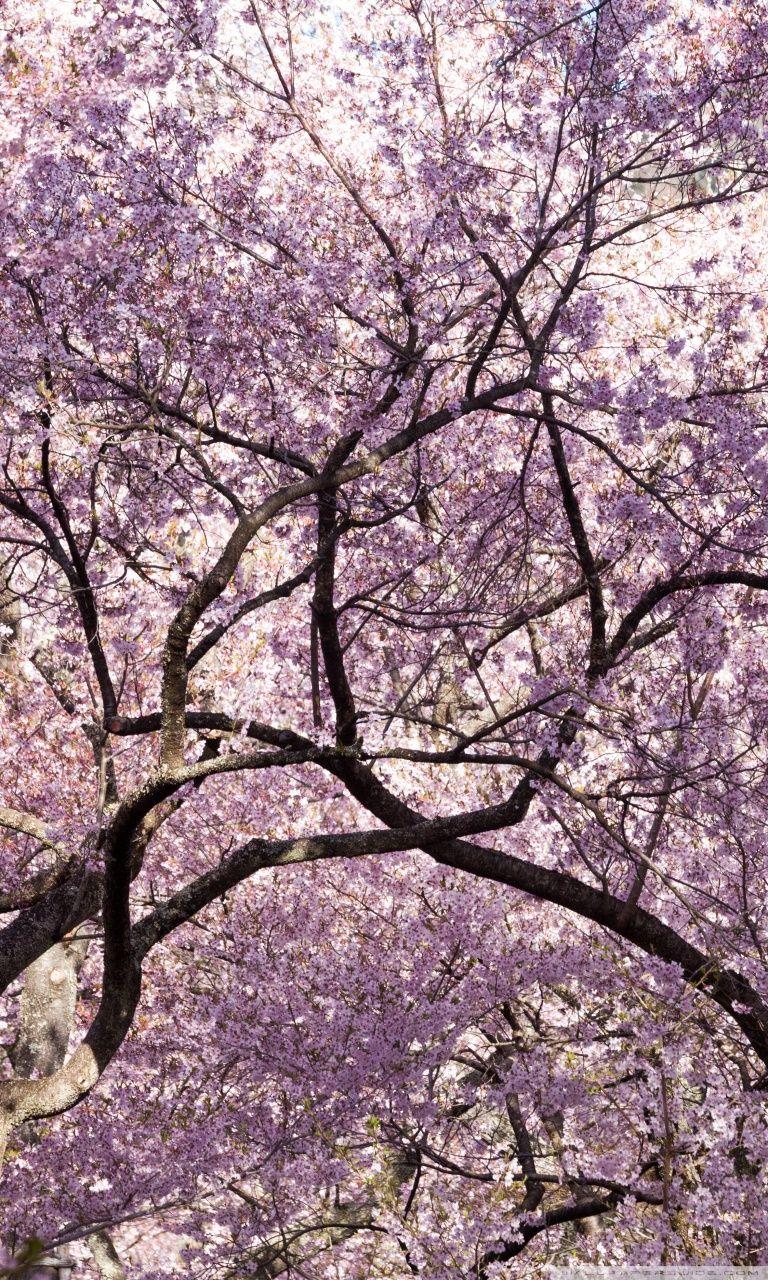768x1280 Pink Cherry Blossom Tree Japan Ultra HD Desktop Background