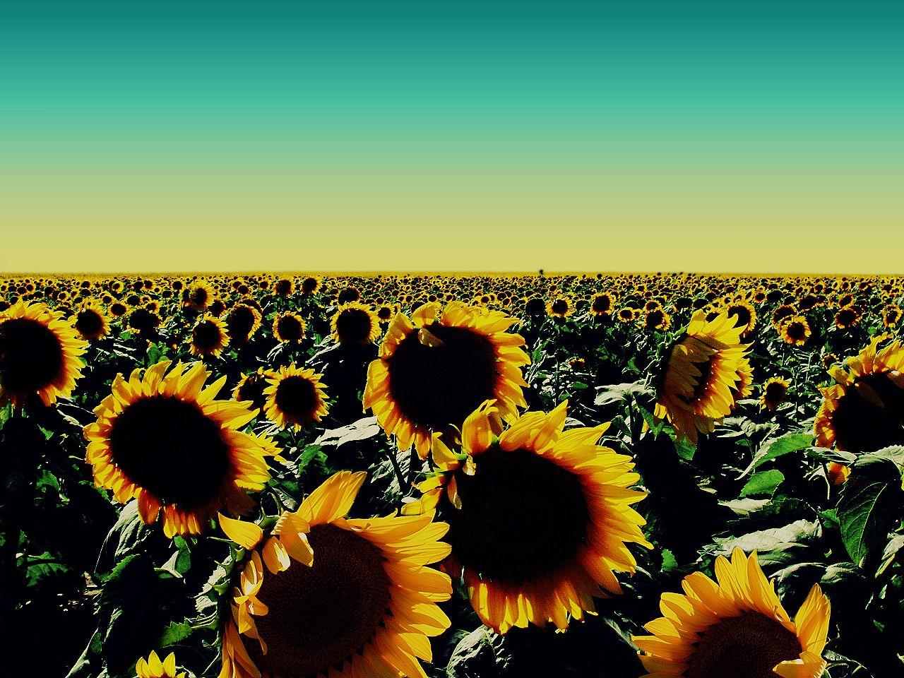 Vintage Sunflower Wallpapers - Top Free Vintage Sunflower Backgrounds