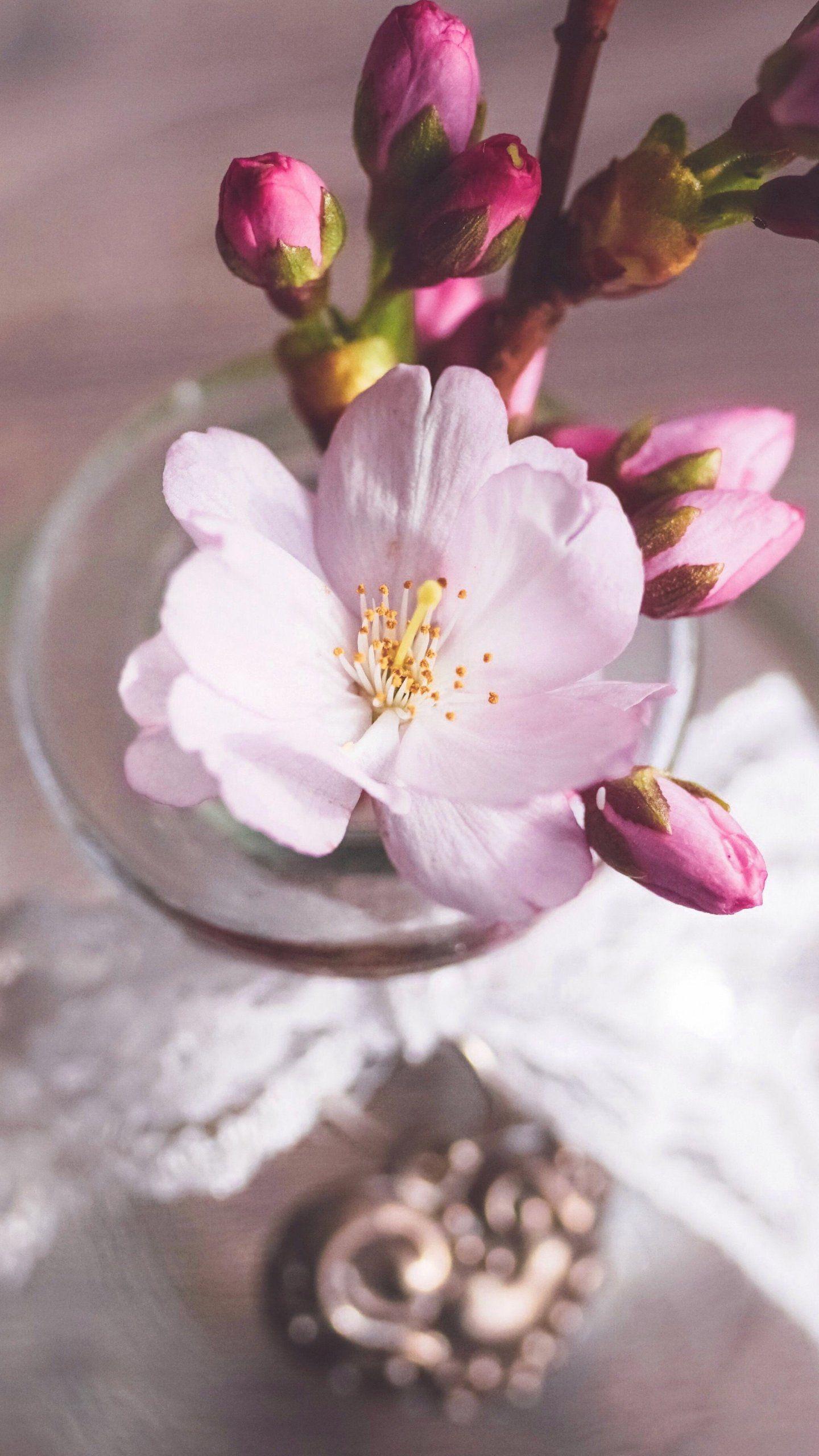 1440x2560 Romantic Pink Cherry Blossom Flowers in Vase Wallpaper, Android & Desktop Background