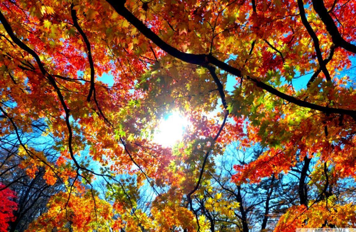 1152x752 Autumn Wallpaper