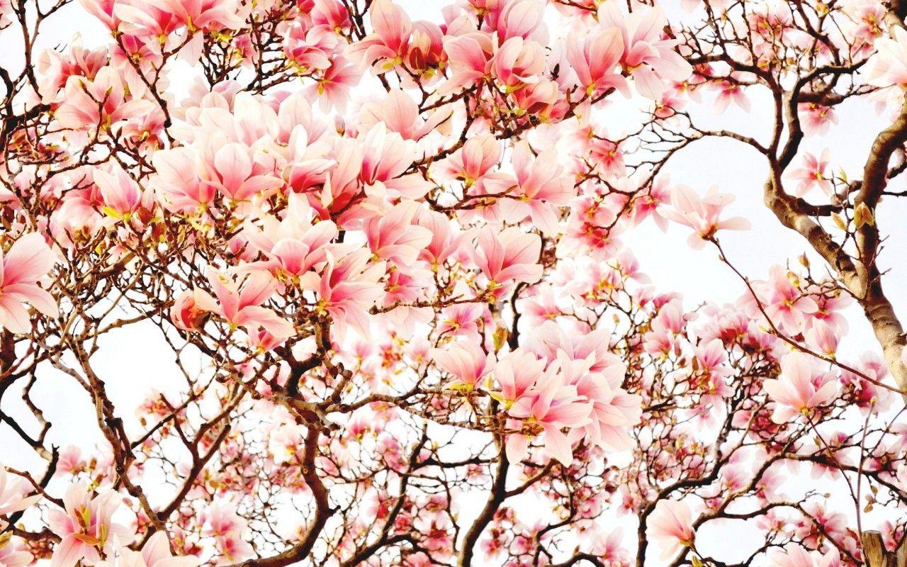 1280x800 Japan cherry blossom wallpaper Gallery