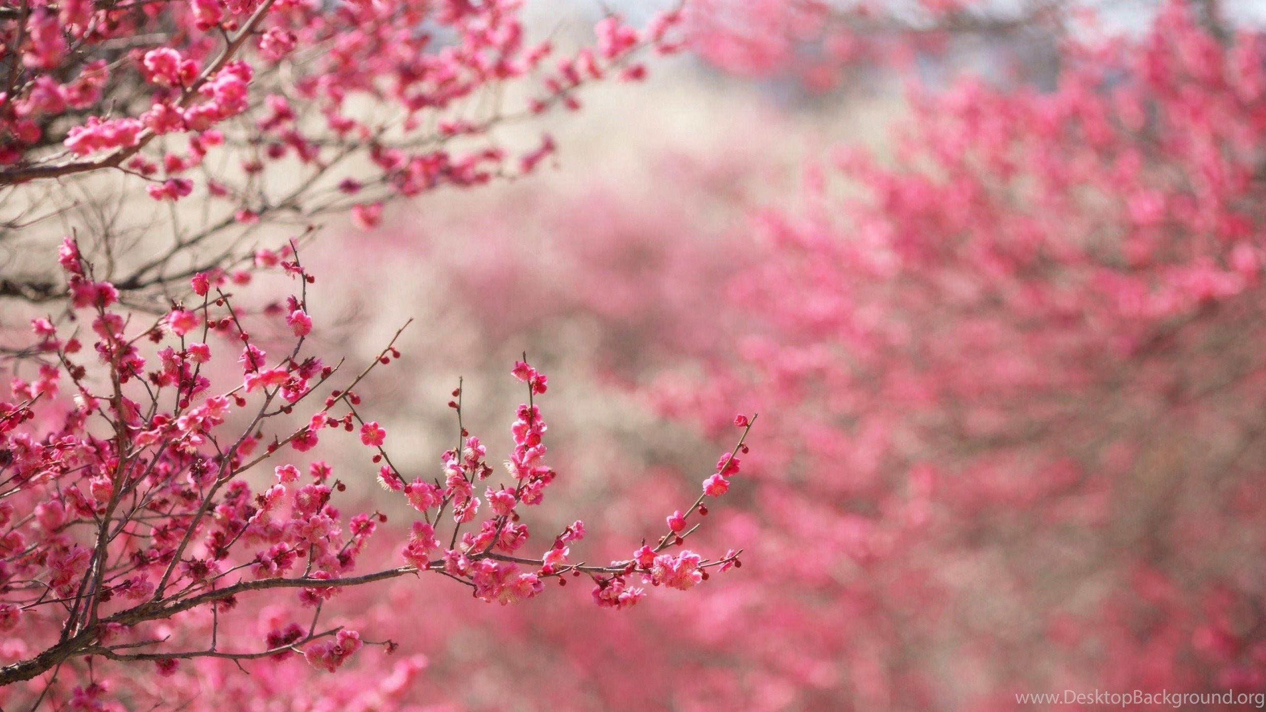 2560x1440 Japanese Cherry Blossom Background Wallpaper Zone Desktop