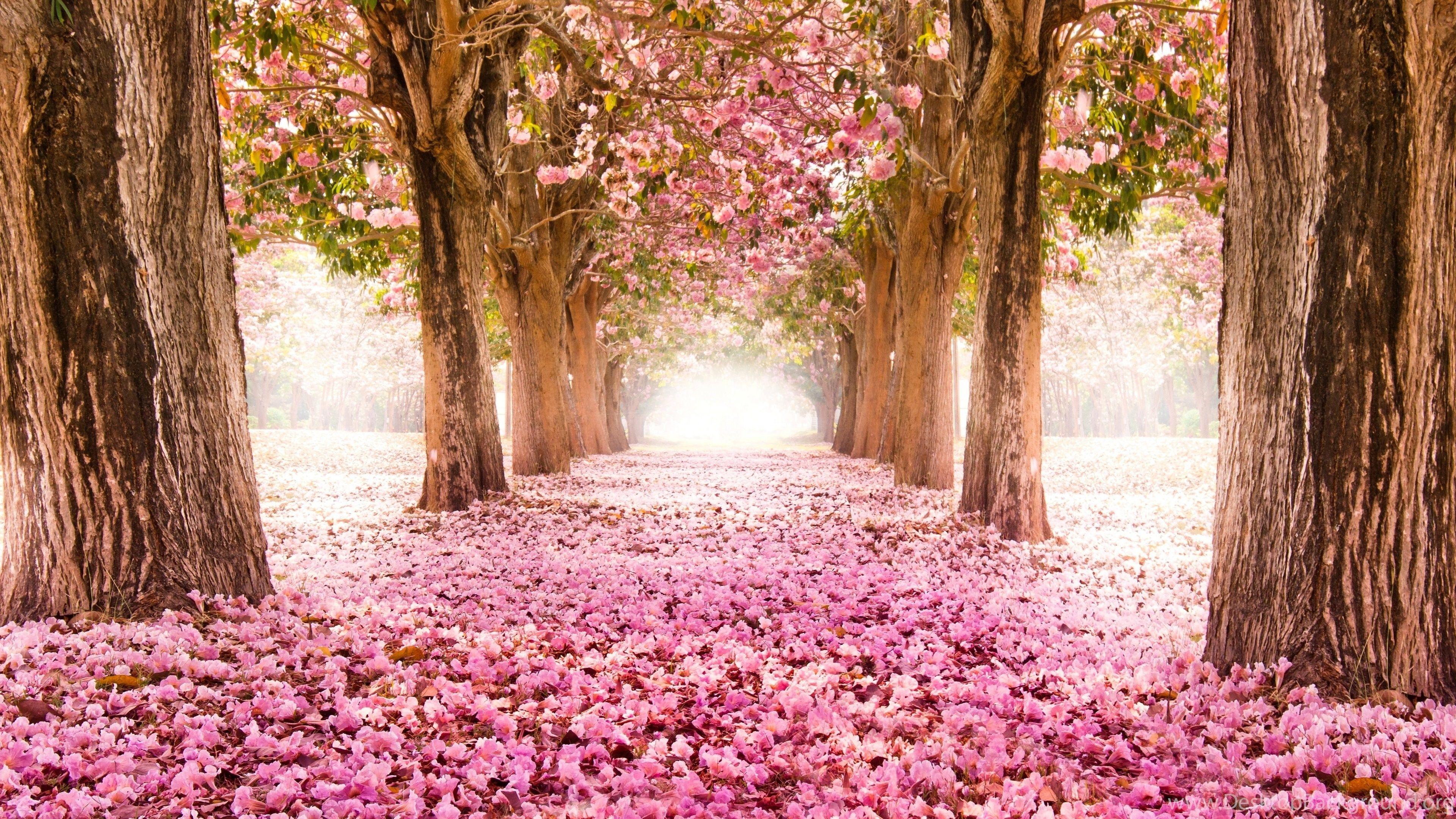Japanese Cherry Blossom Desktop Wallpapers - Top Free Japanese Cherry