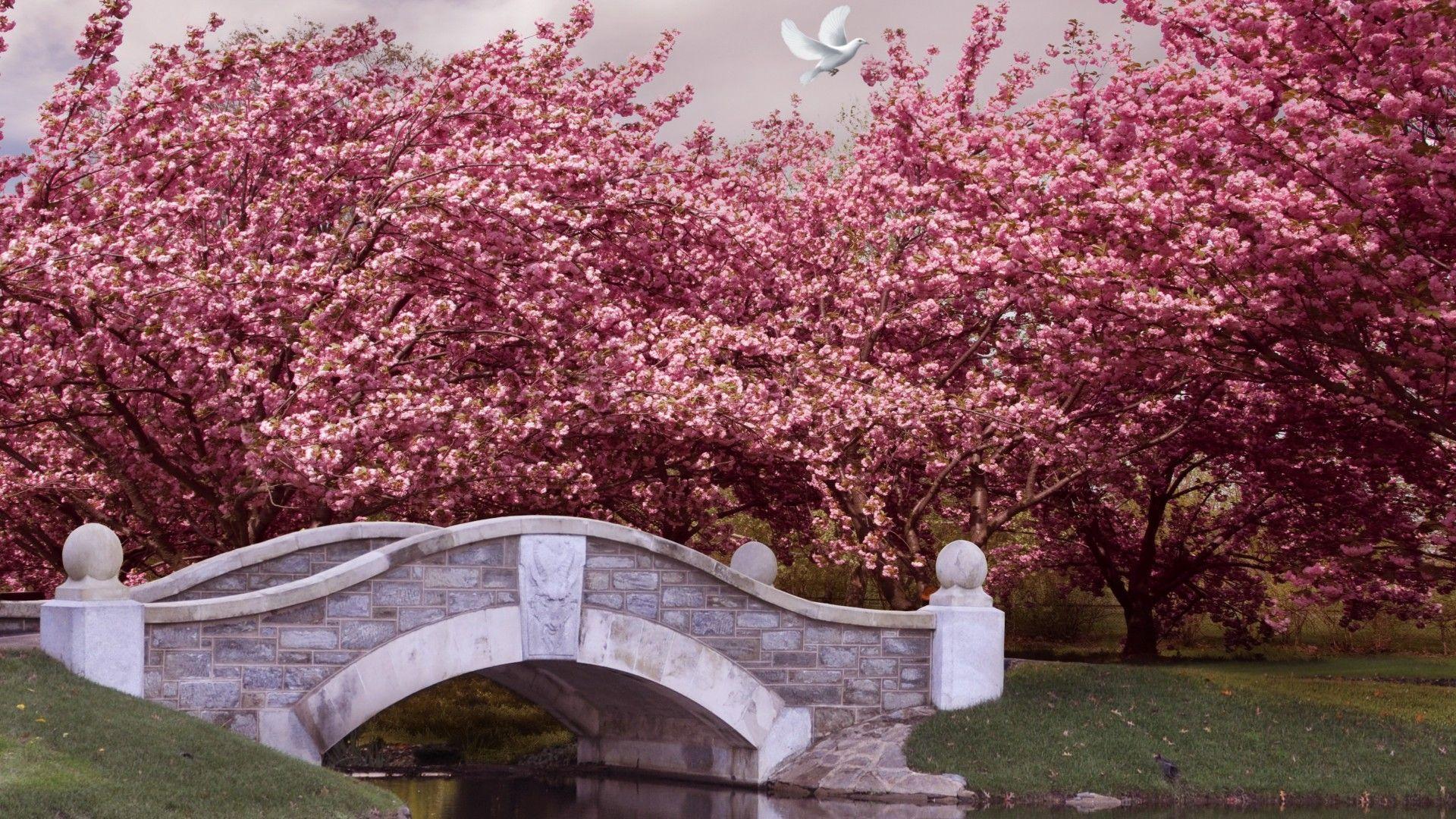 1920x1080 Wallpaper Japan, 5k, 4k wallpaper, blossom, cherry, bridge