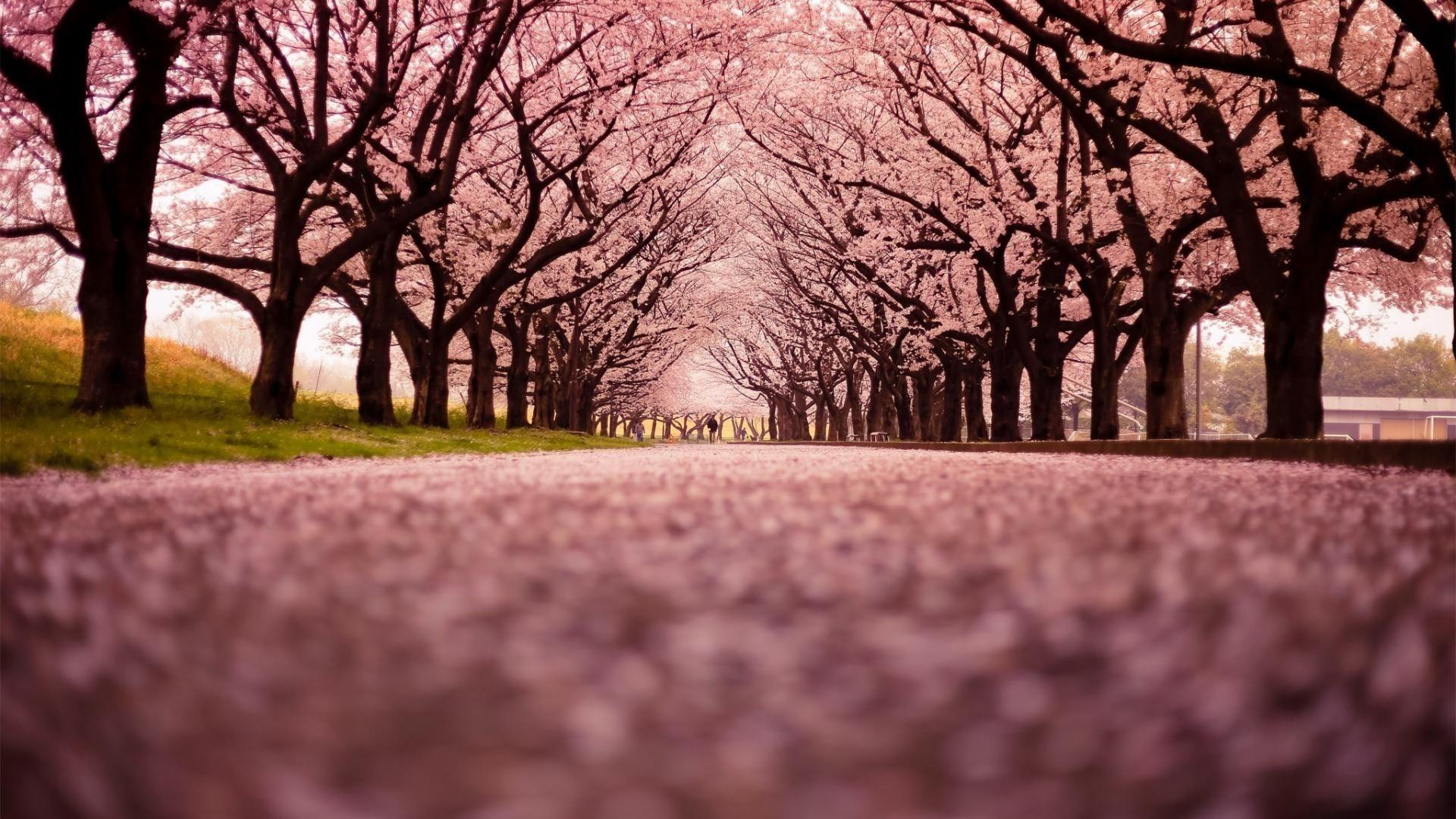 1920x1080 Latest Japan Cherry Blossom Wallpaper HD FULL HD 1080p