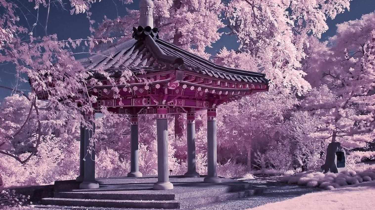 1517x853 Japanese Cherry Blossom Wallpaper image in Collection