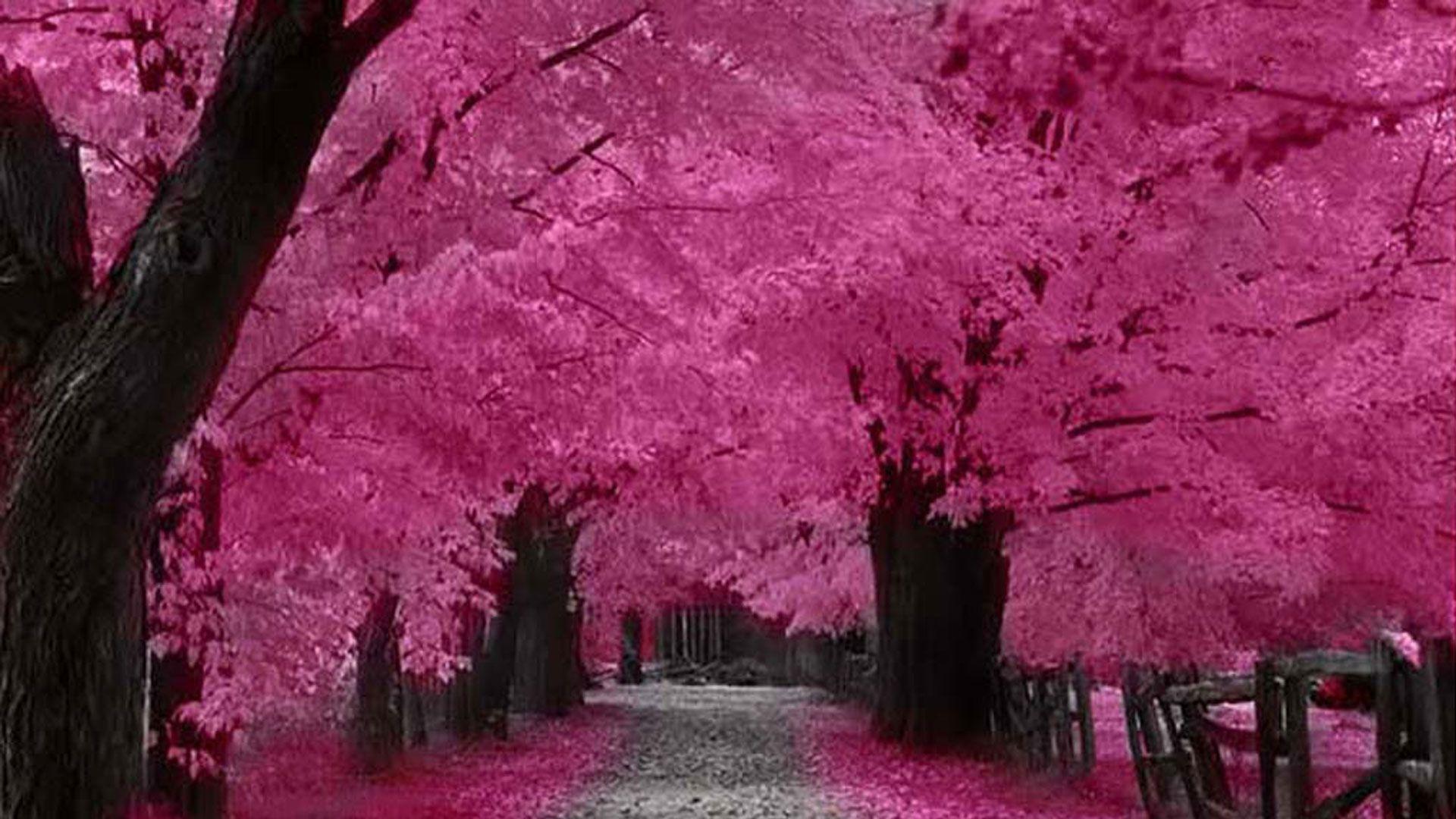 Japanese Cherry Blossom Desktop Wallpapers - Top Free Japanese Cherry Blossom Desktop