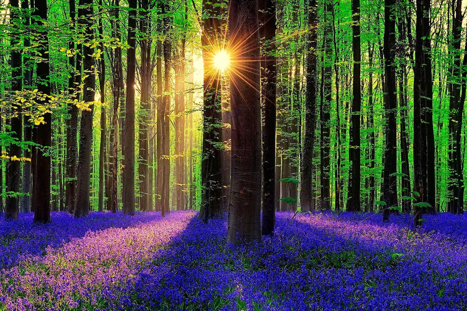 1920x1280 Sunshine Spring Landscape Wallpaper at