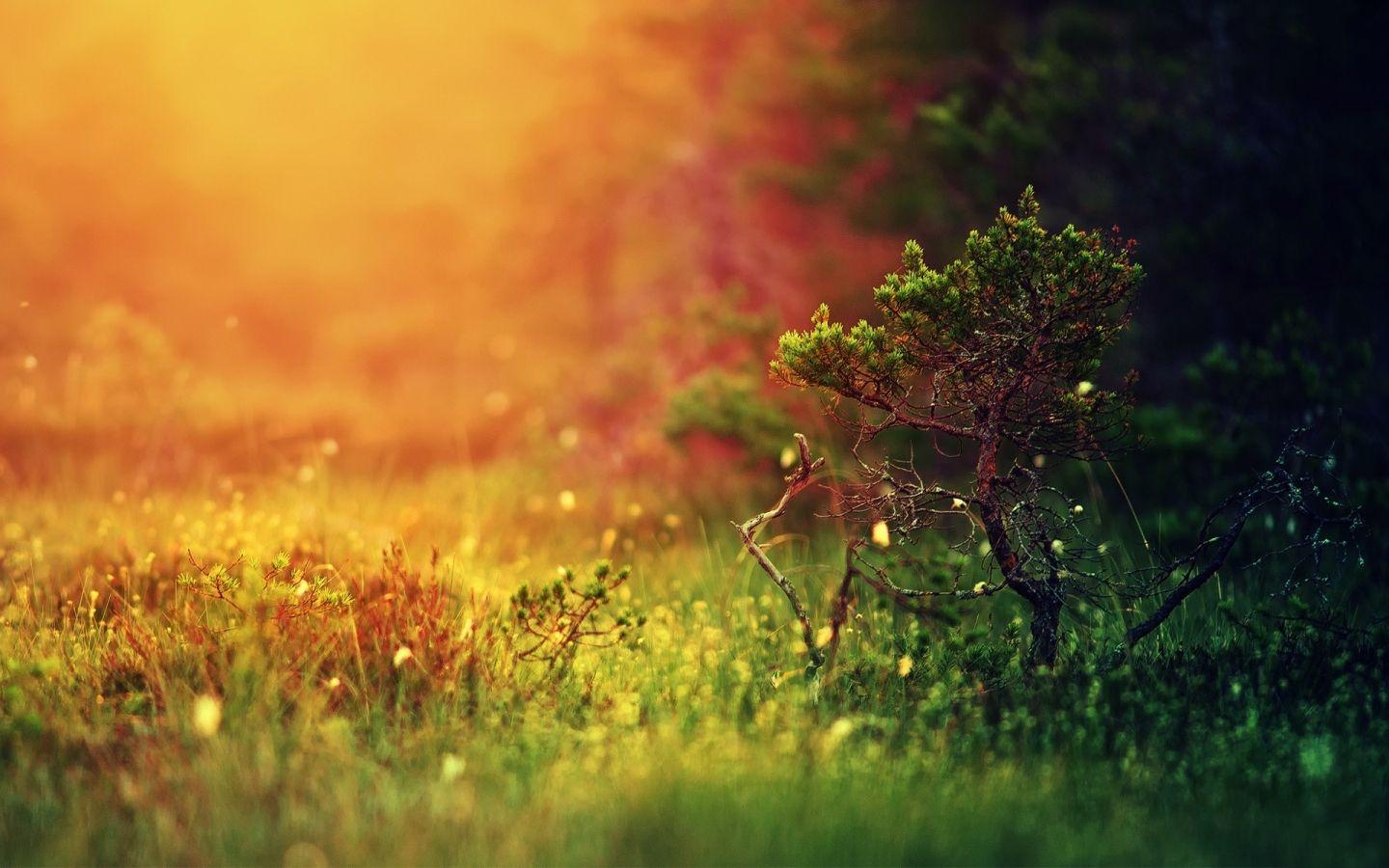 1440x900 Nature Sunshine Desktop Wallpaper I HD