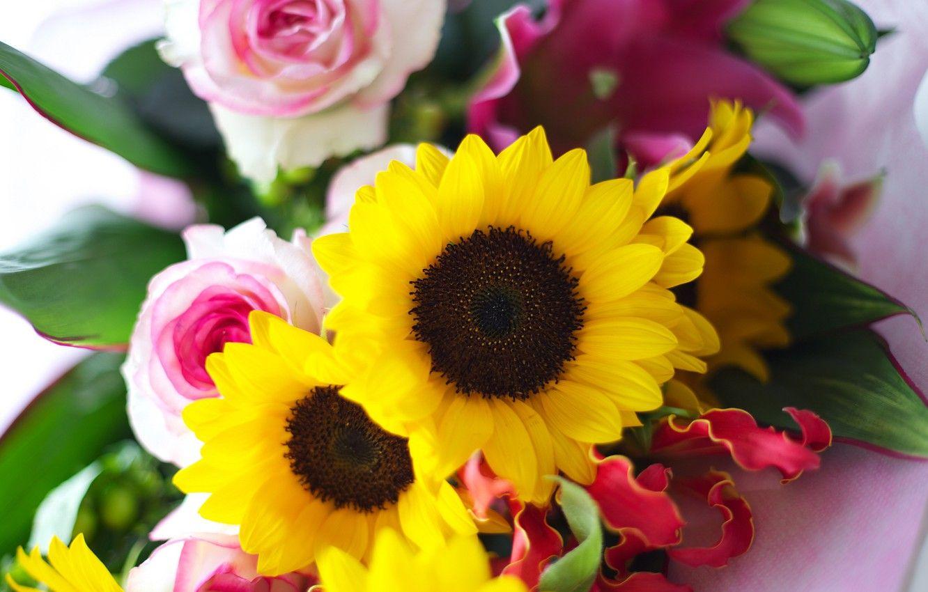 Sunflowers and Roses Wallpapers - Top Free Sunflowers and Roses