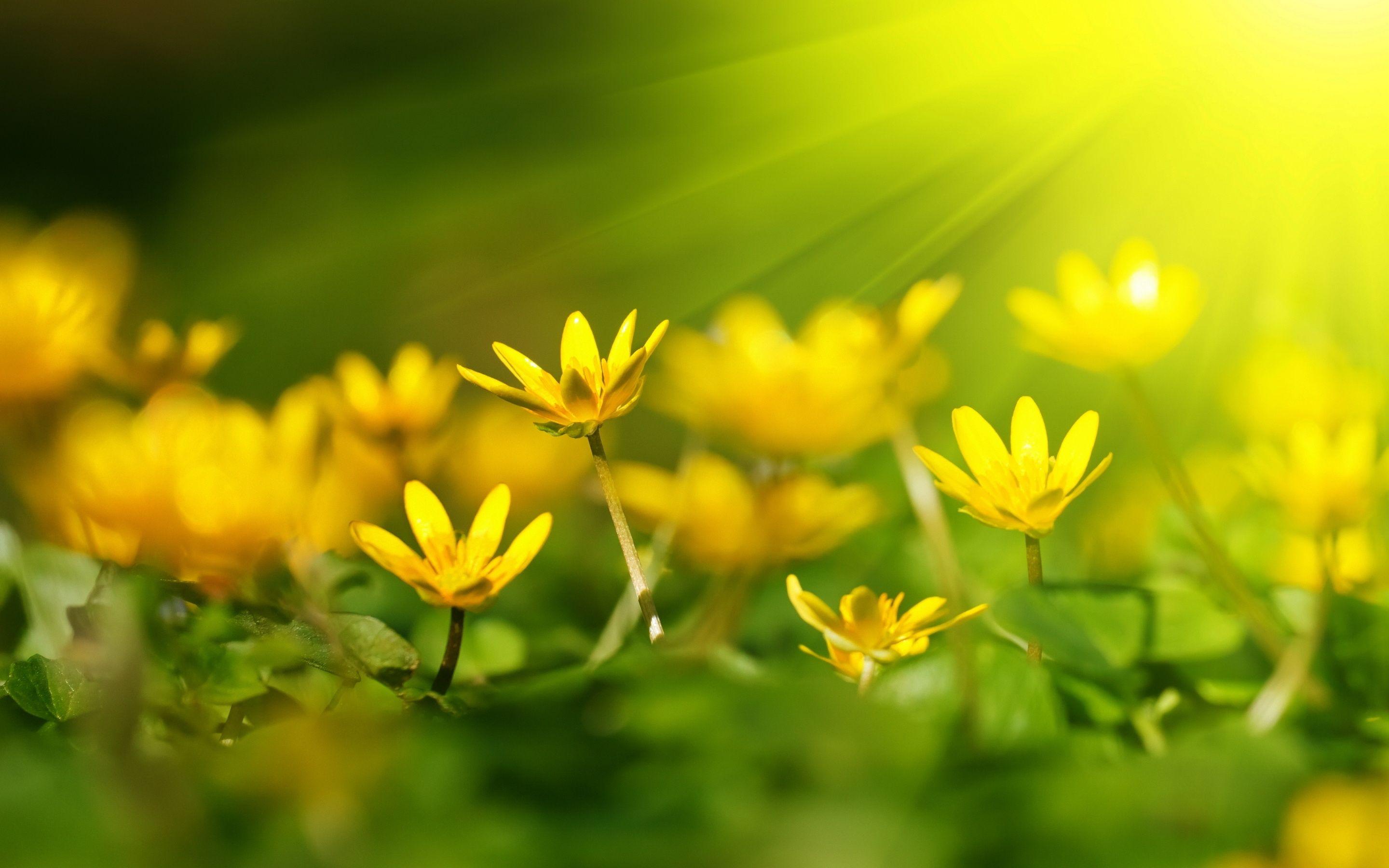 2880x1800 sunshine wallpaper flowers cute Desktop Wallpaperk HD